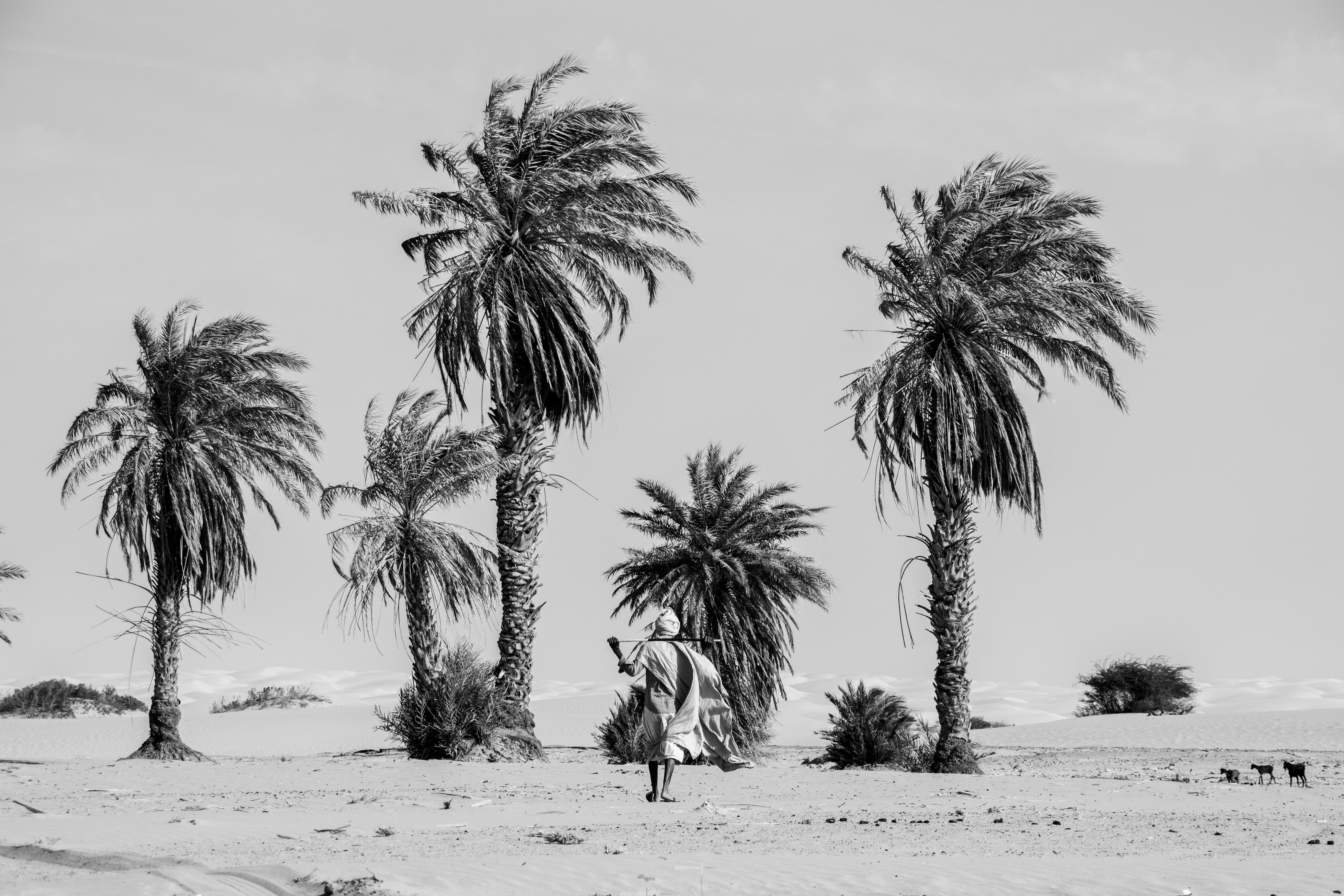 Palms at the Horizon
