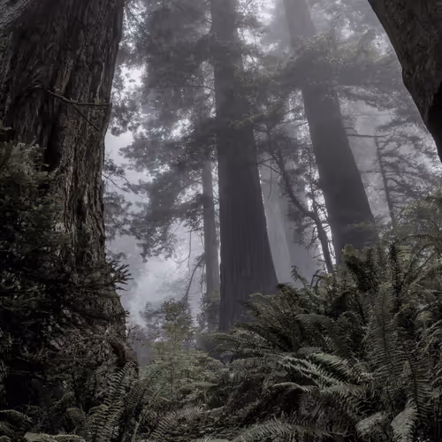 Ethereal Redwoods 2