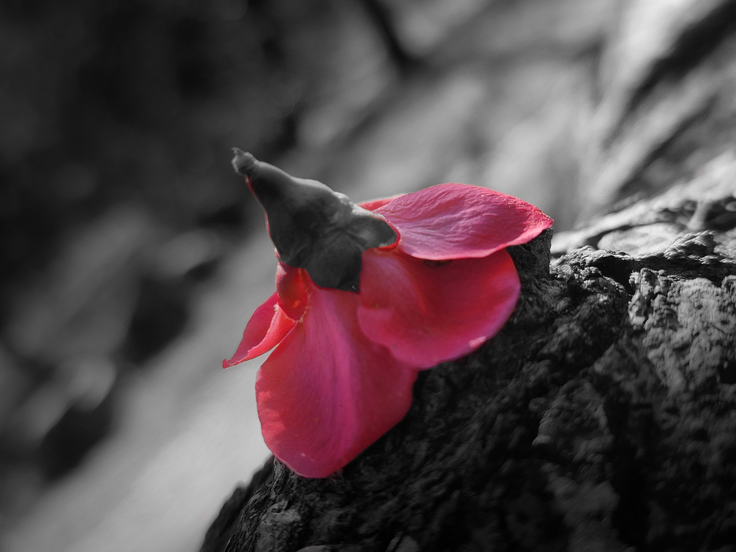 Cambium Amour