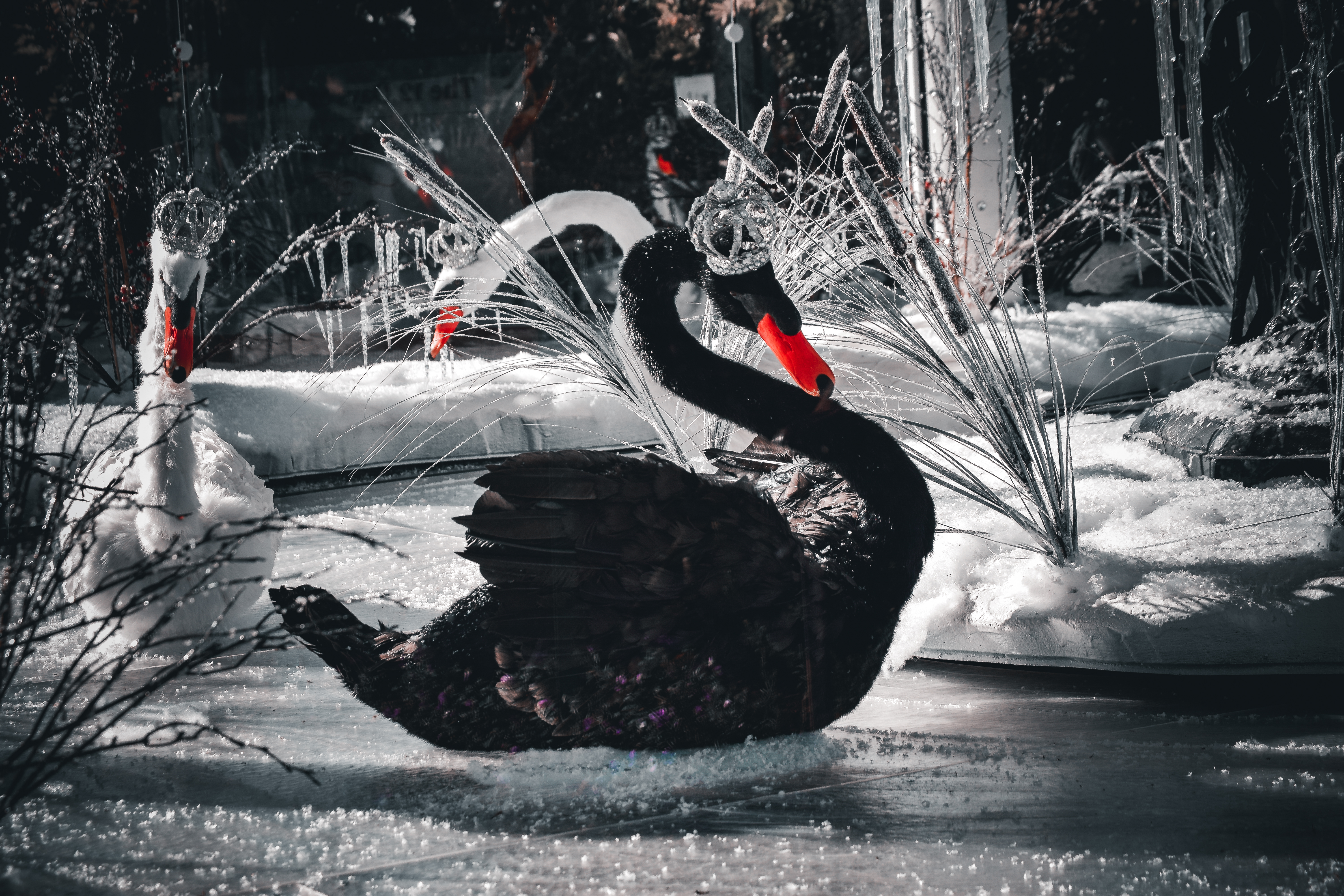 Royal Swans