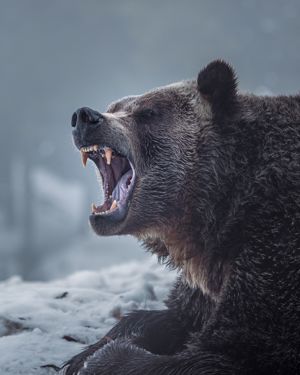 Ursus arctos horribilis