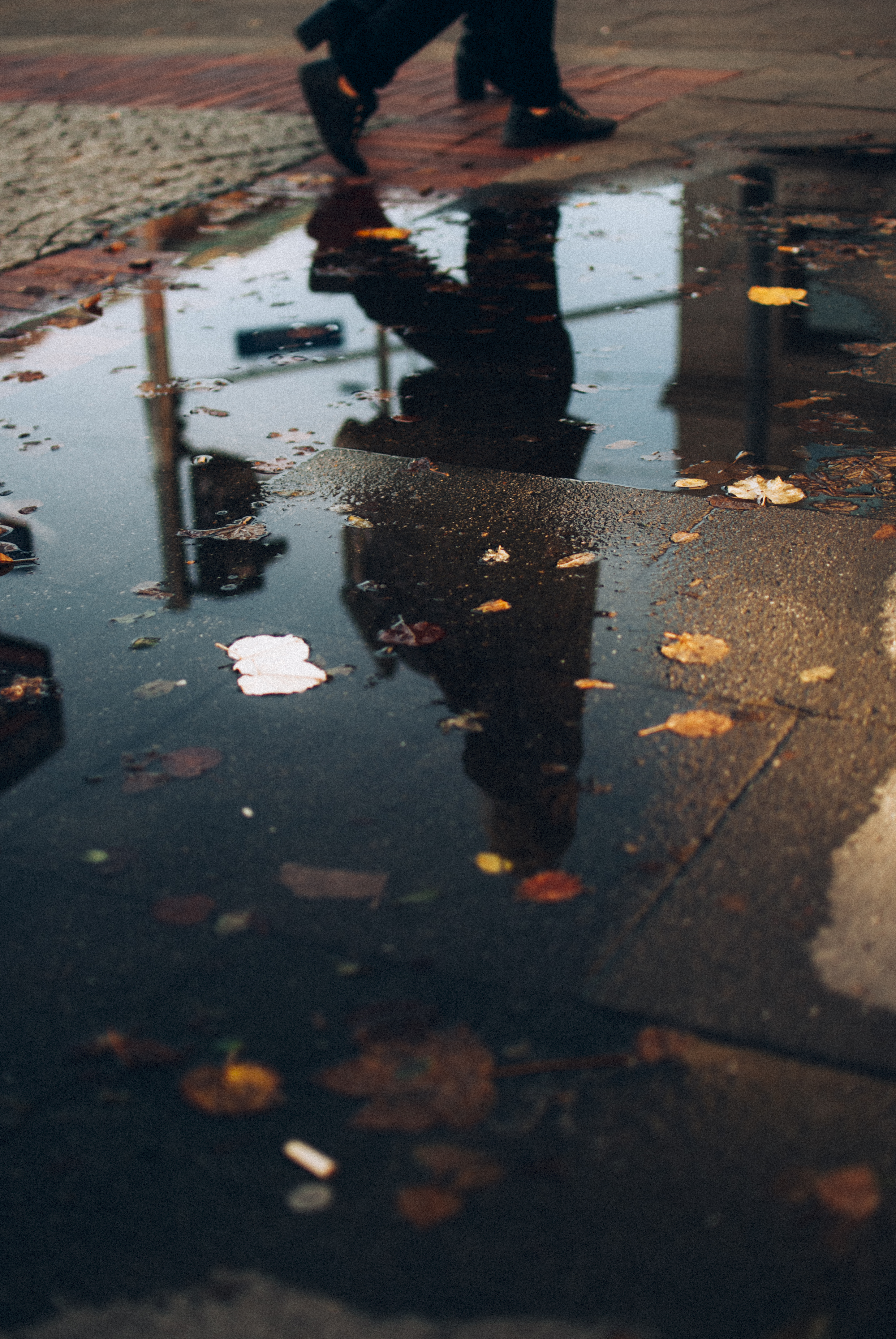 Scattered Leaves