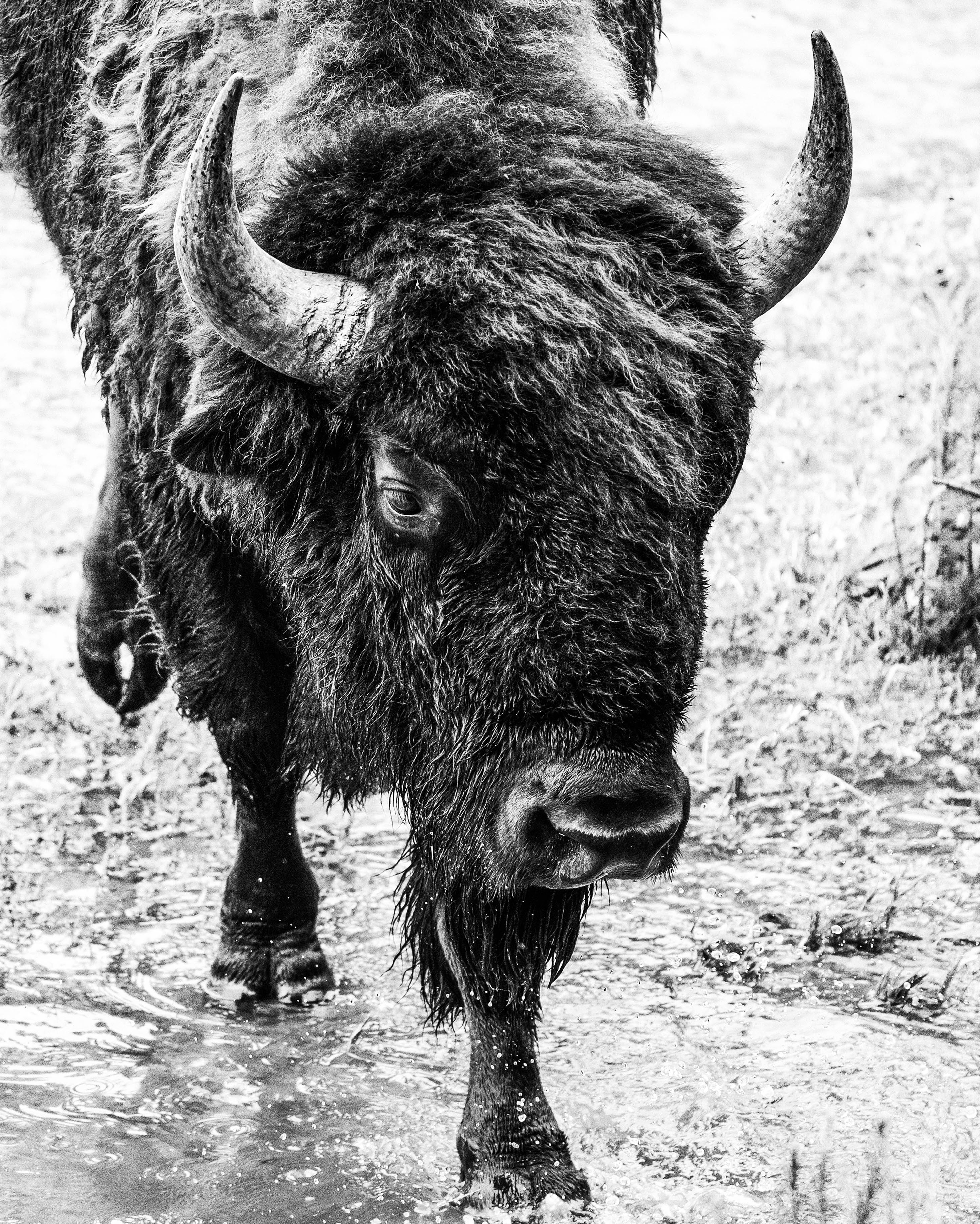 Where The Buffalo Roam Companion
