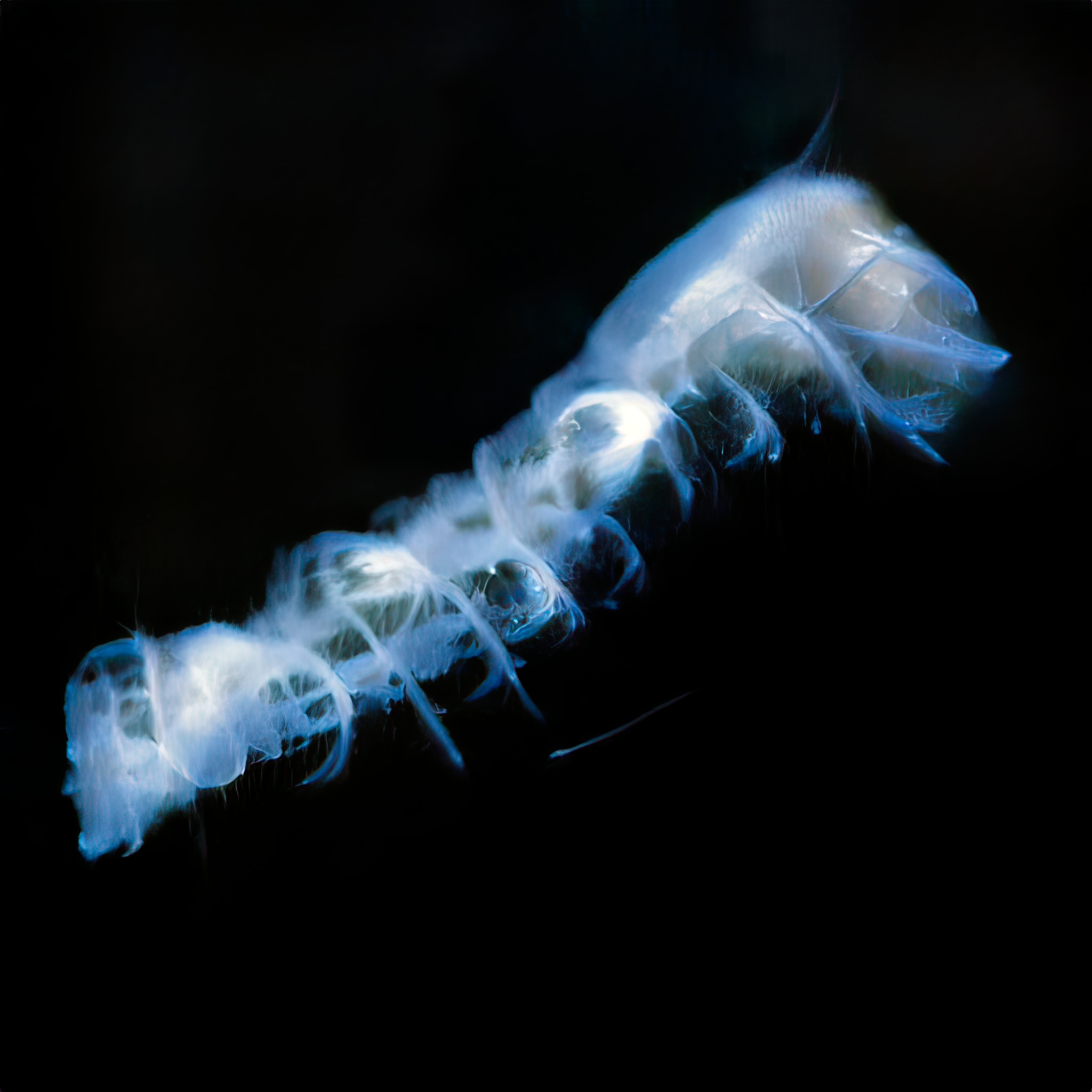 A Gelatinous Beginning 00031