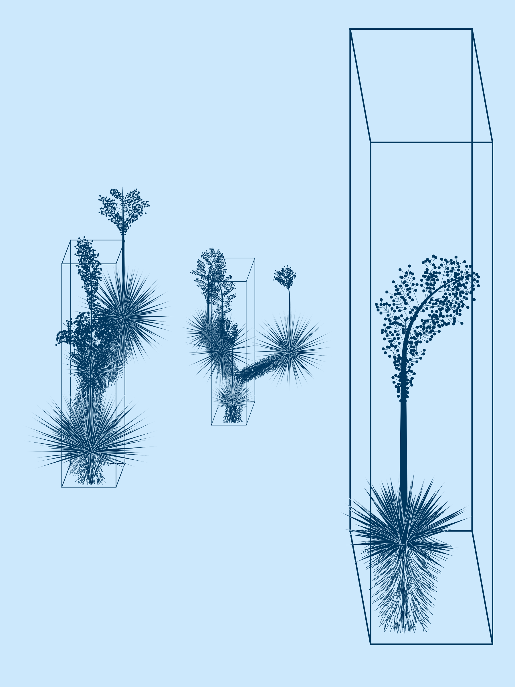 Marfa Yucca #50