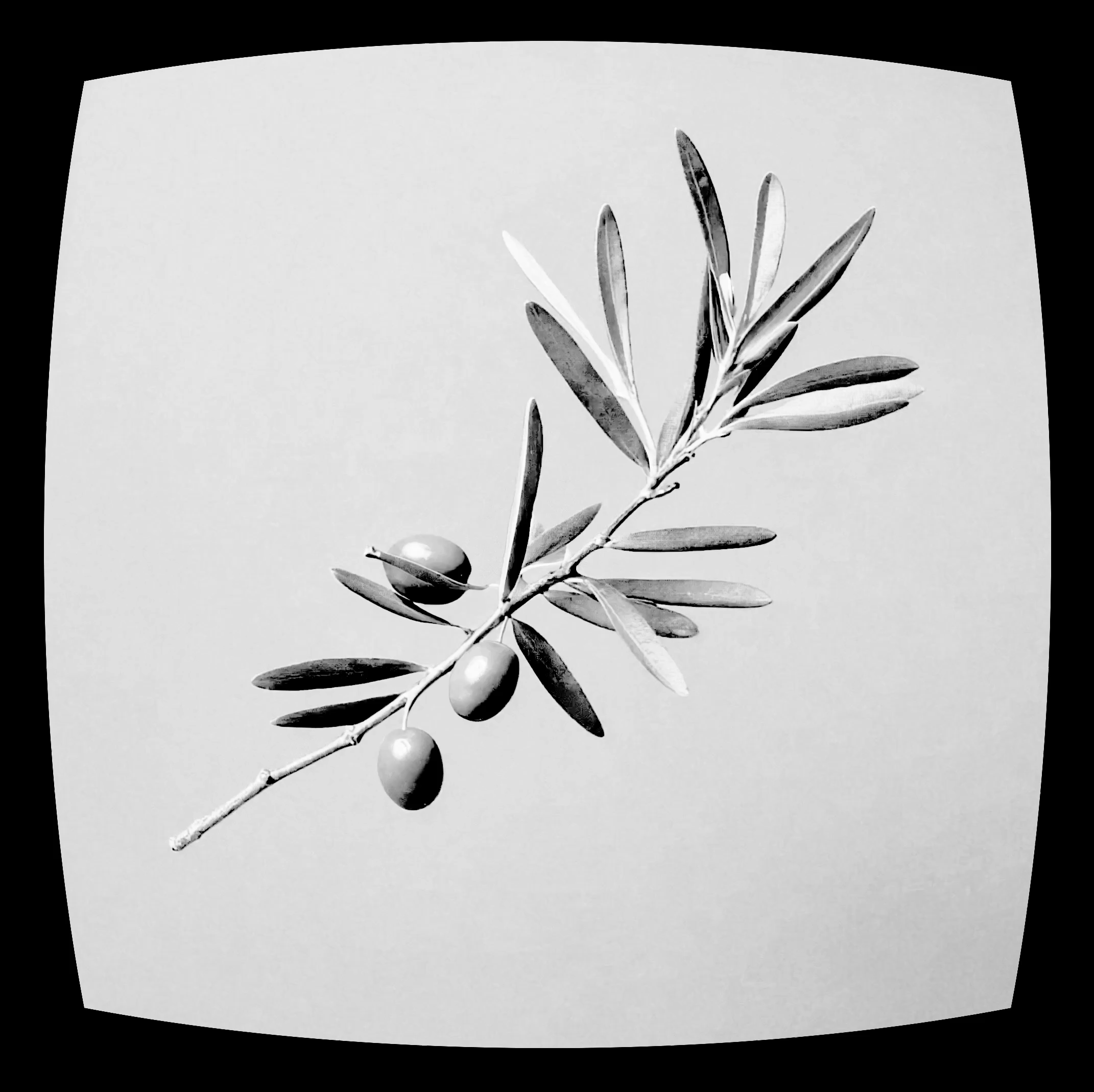 PEACE TROPE #25/66