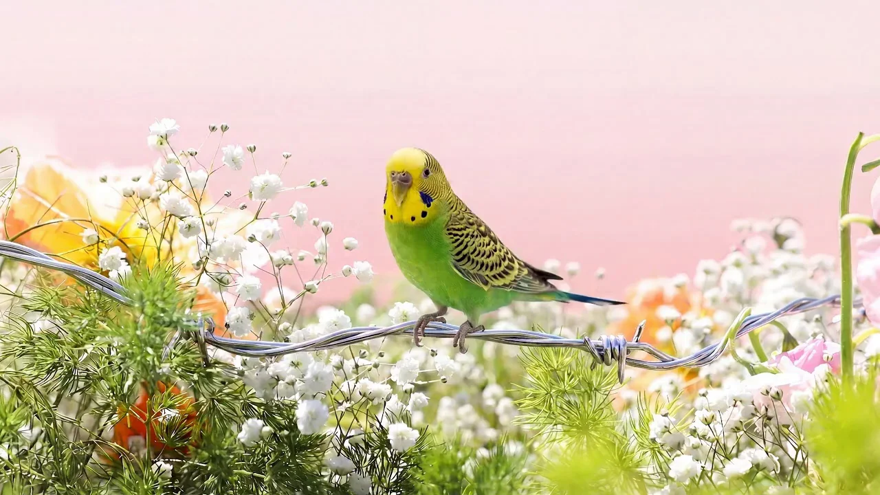 Kiwi, A Place Between