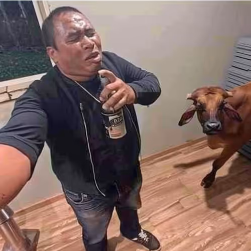 Karaoke-Cow