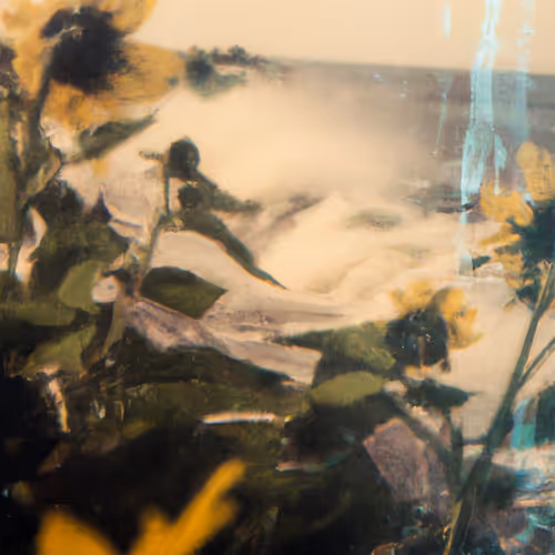 Tsunflower Chaos #24