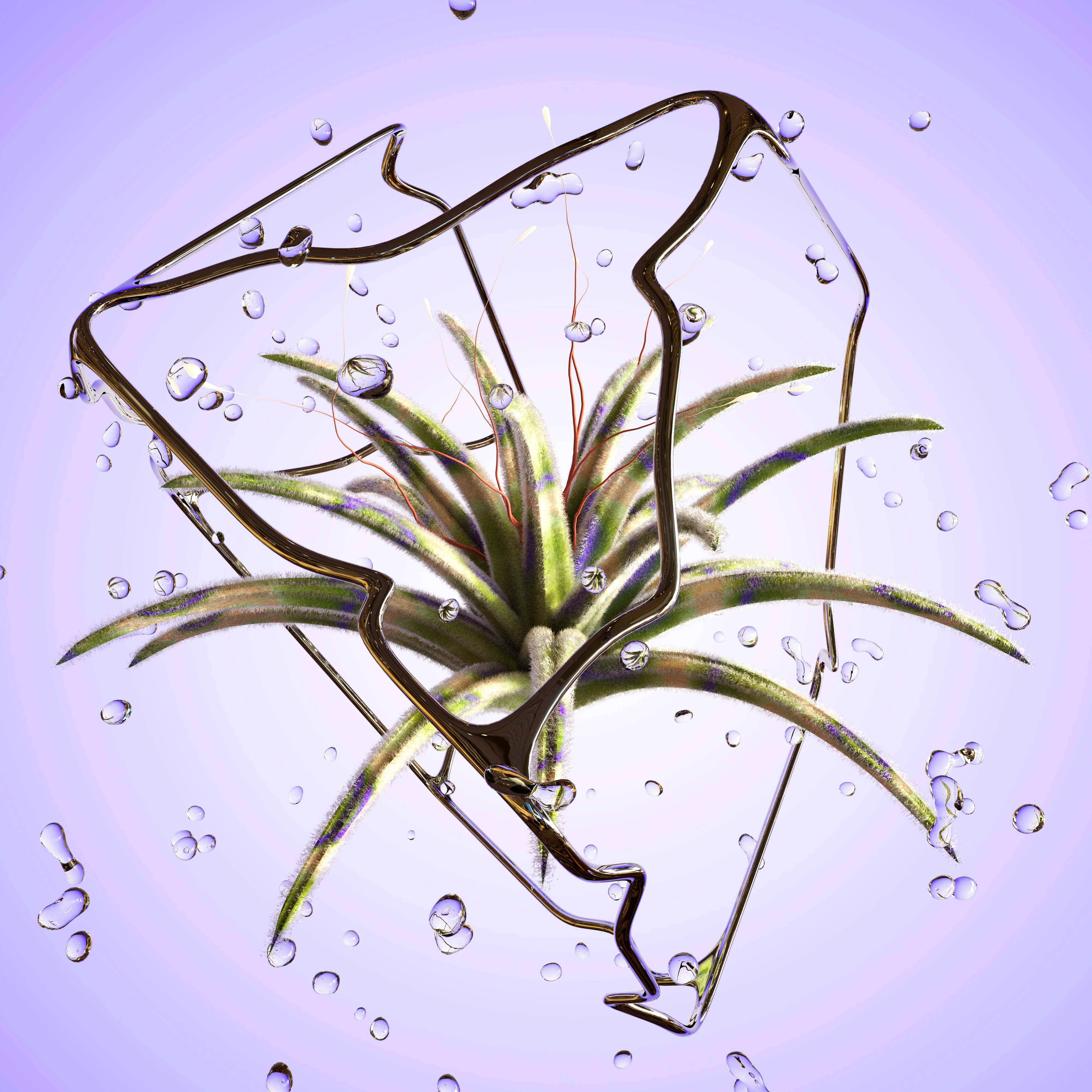 Aloe Villosus