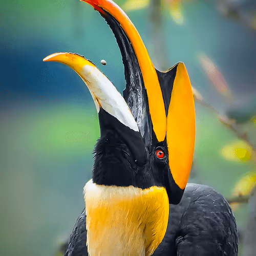 Great hornbill Toss