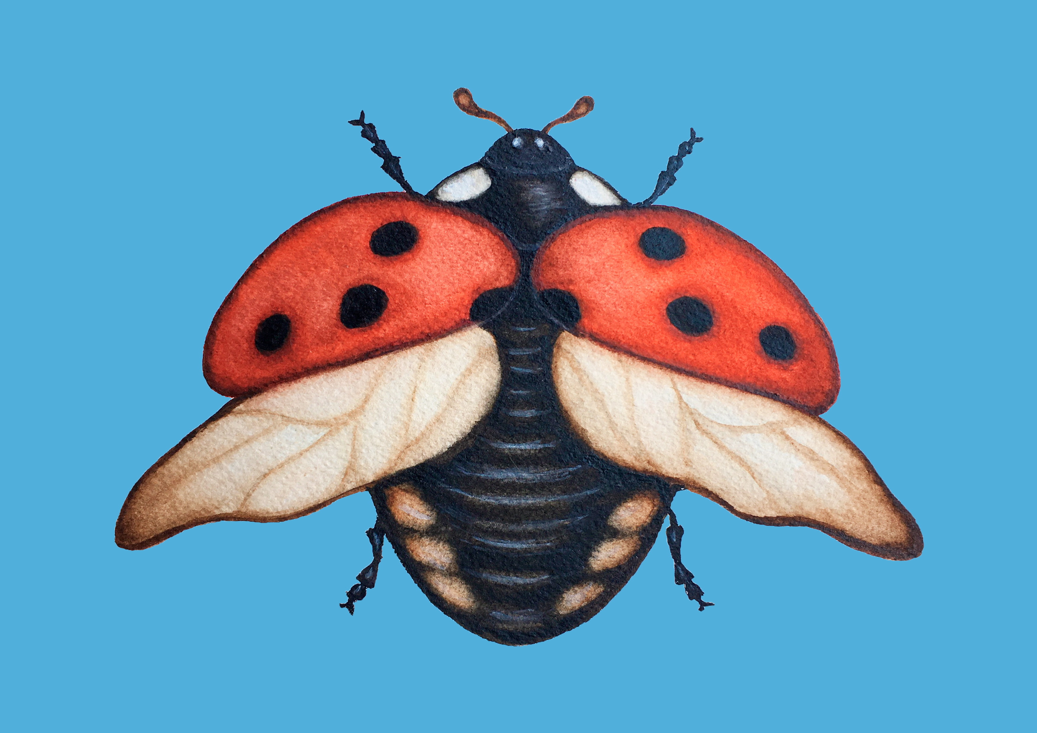 Ladybug Coccinela - Blue