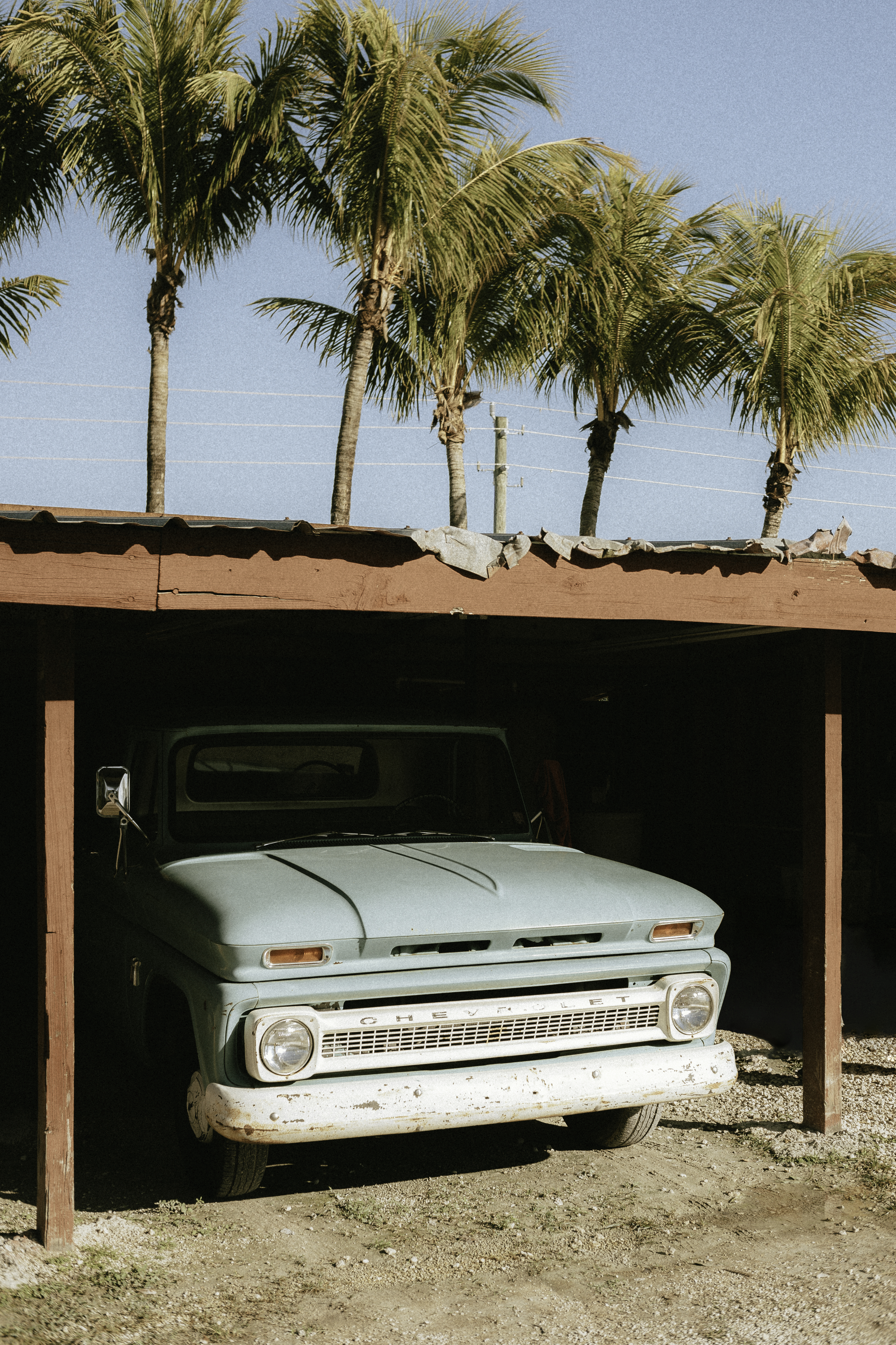 Blue Palm