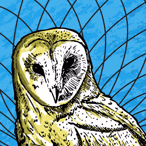Barn Owl