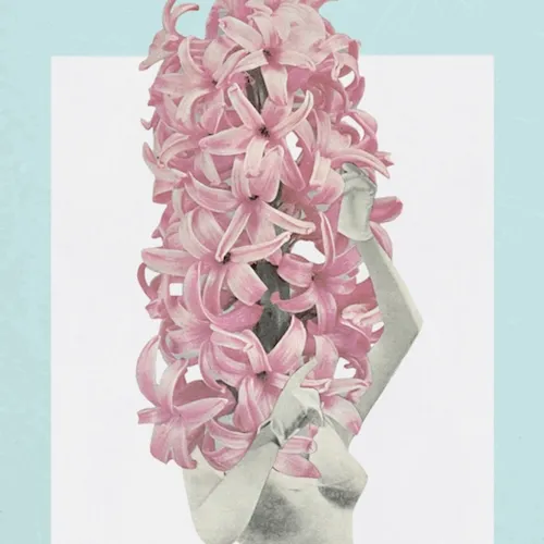 Hyacinth