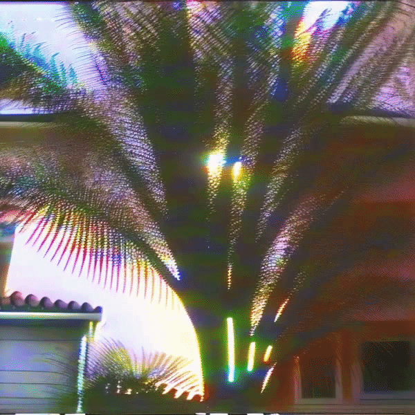 tree in the heat