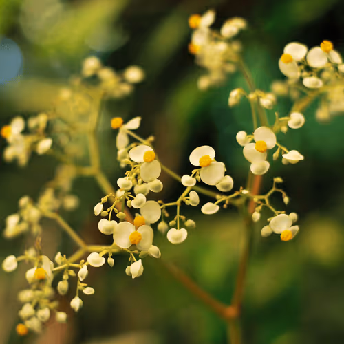 The Blooming moment #11