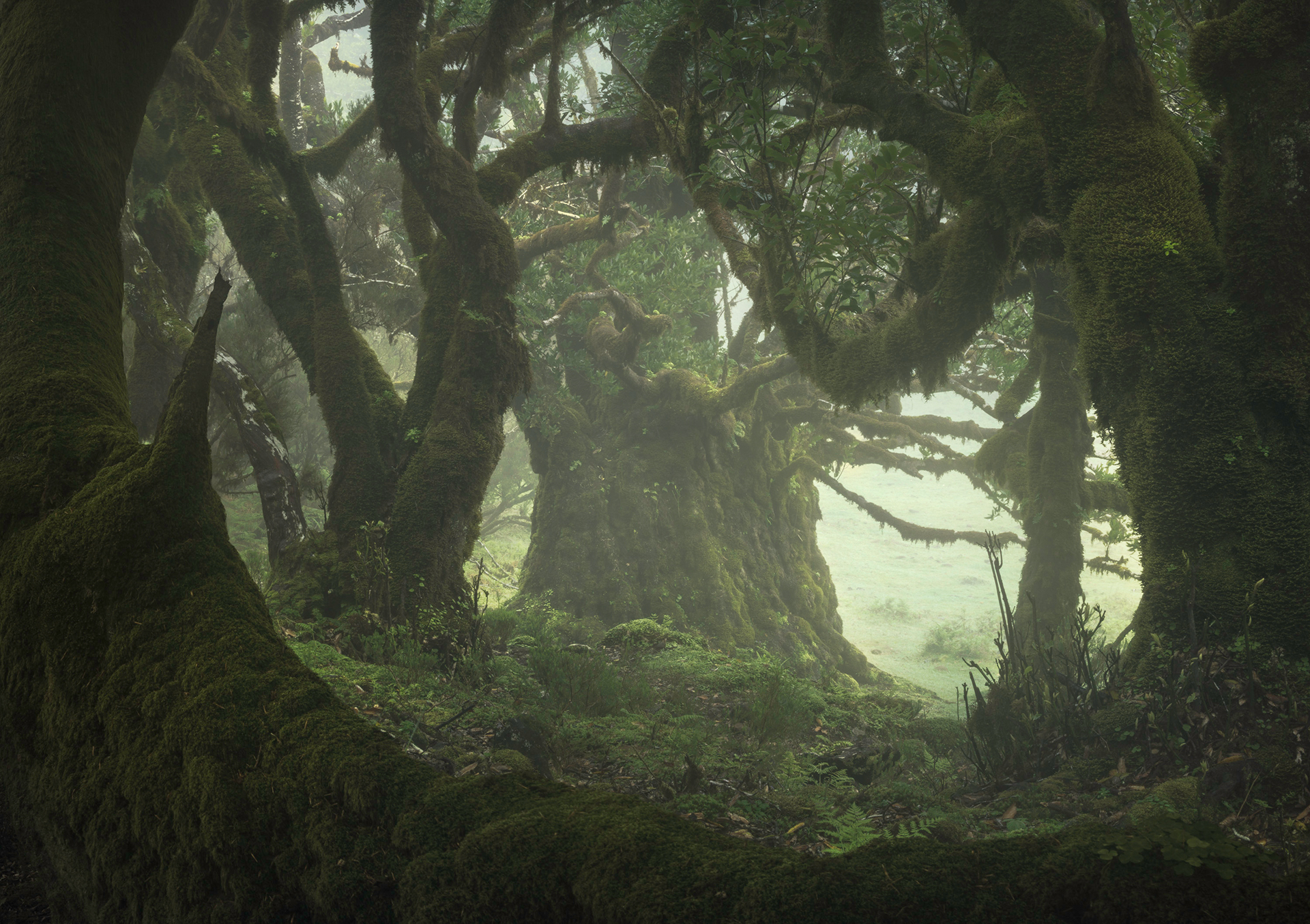 Fangorn