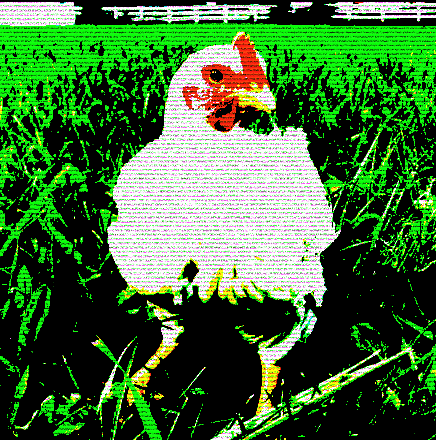 Chicken