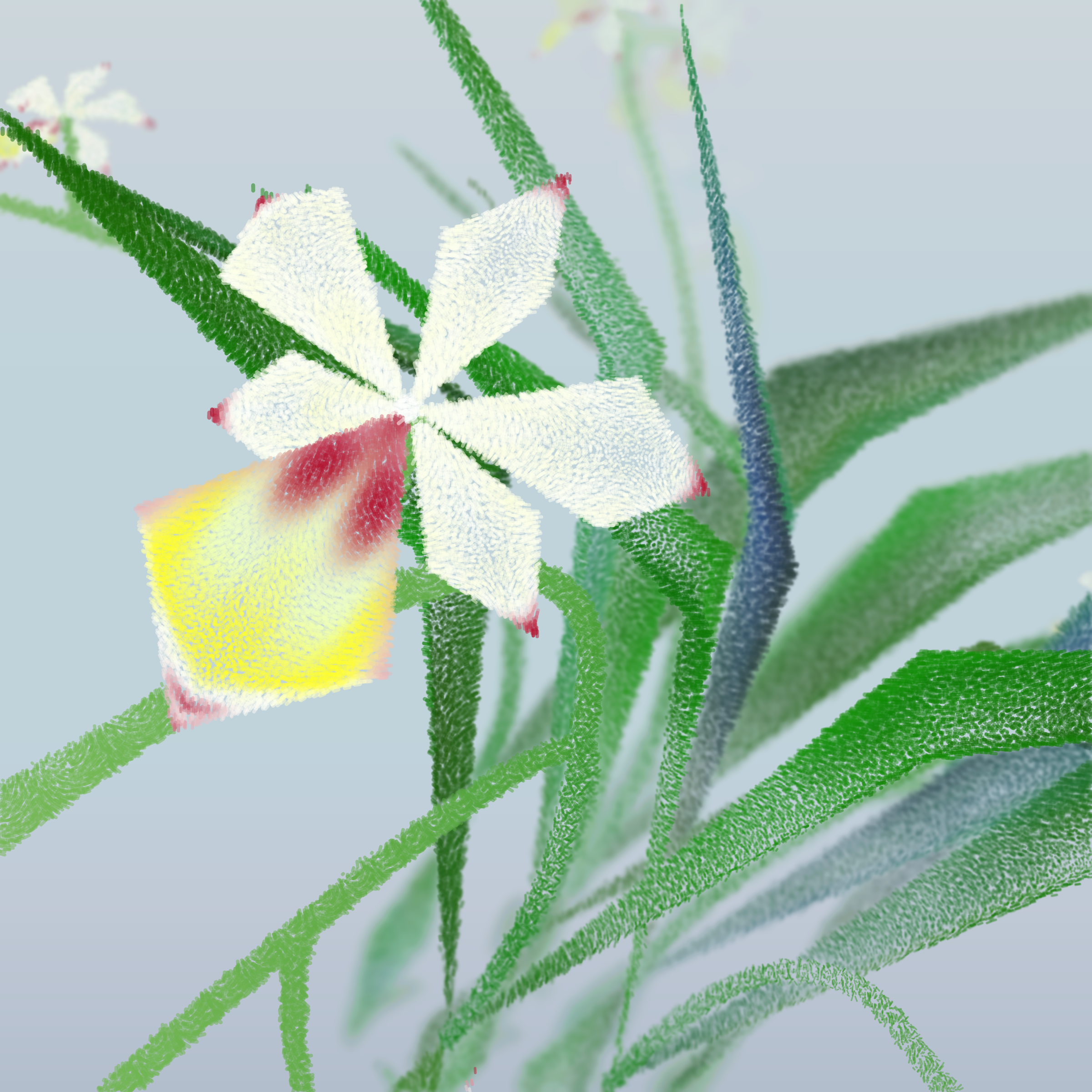 Cattleya #55