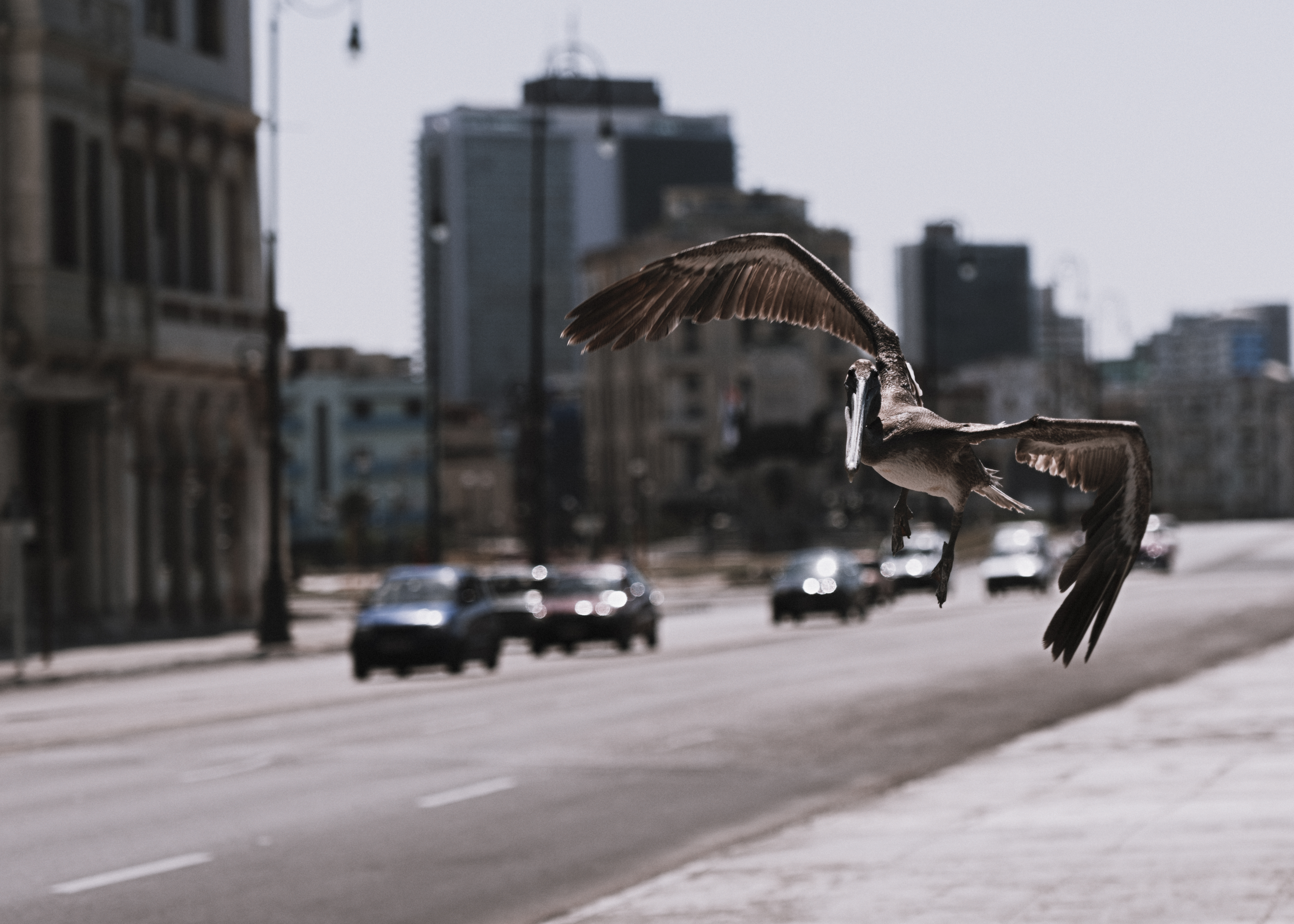 Wings