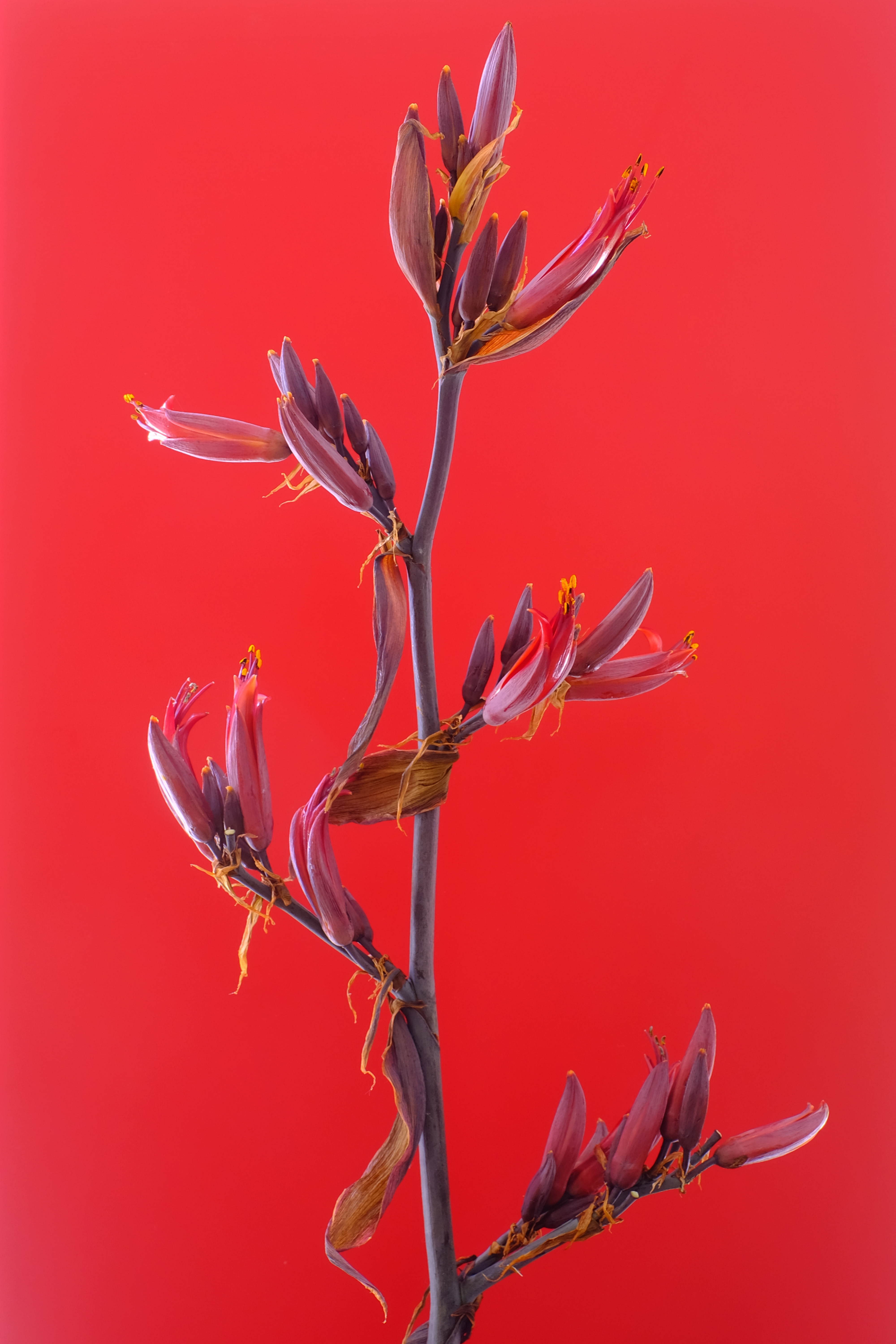Floriography.10