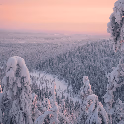 Morning Light