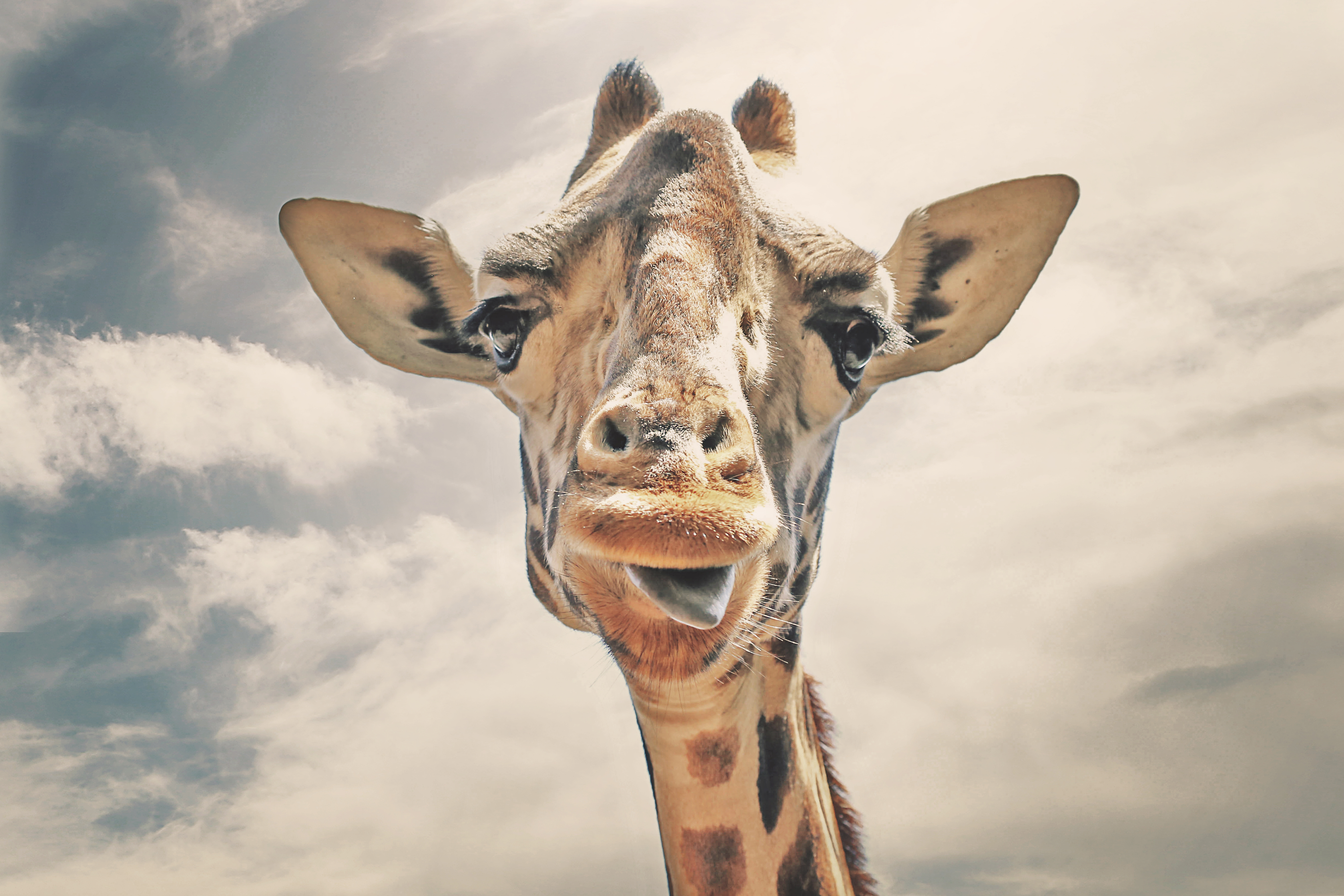 Happy Giraffe