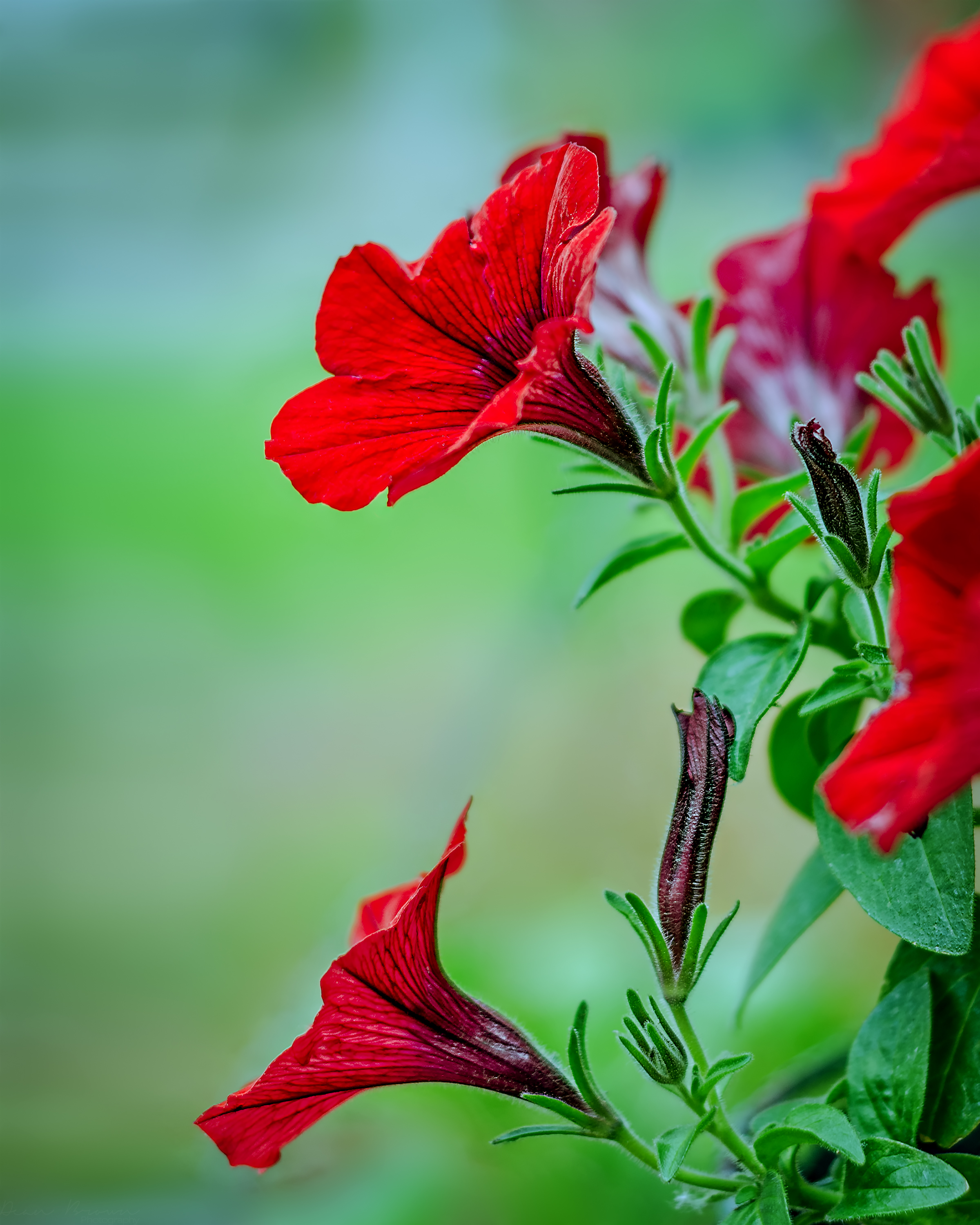 Petunia