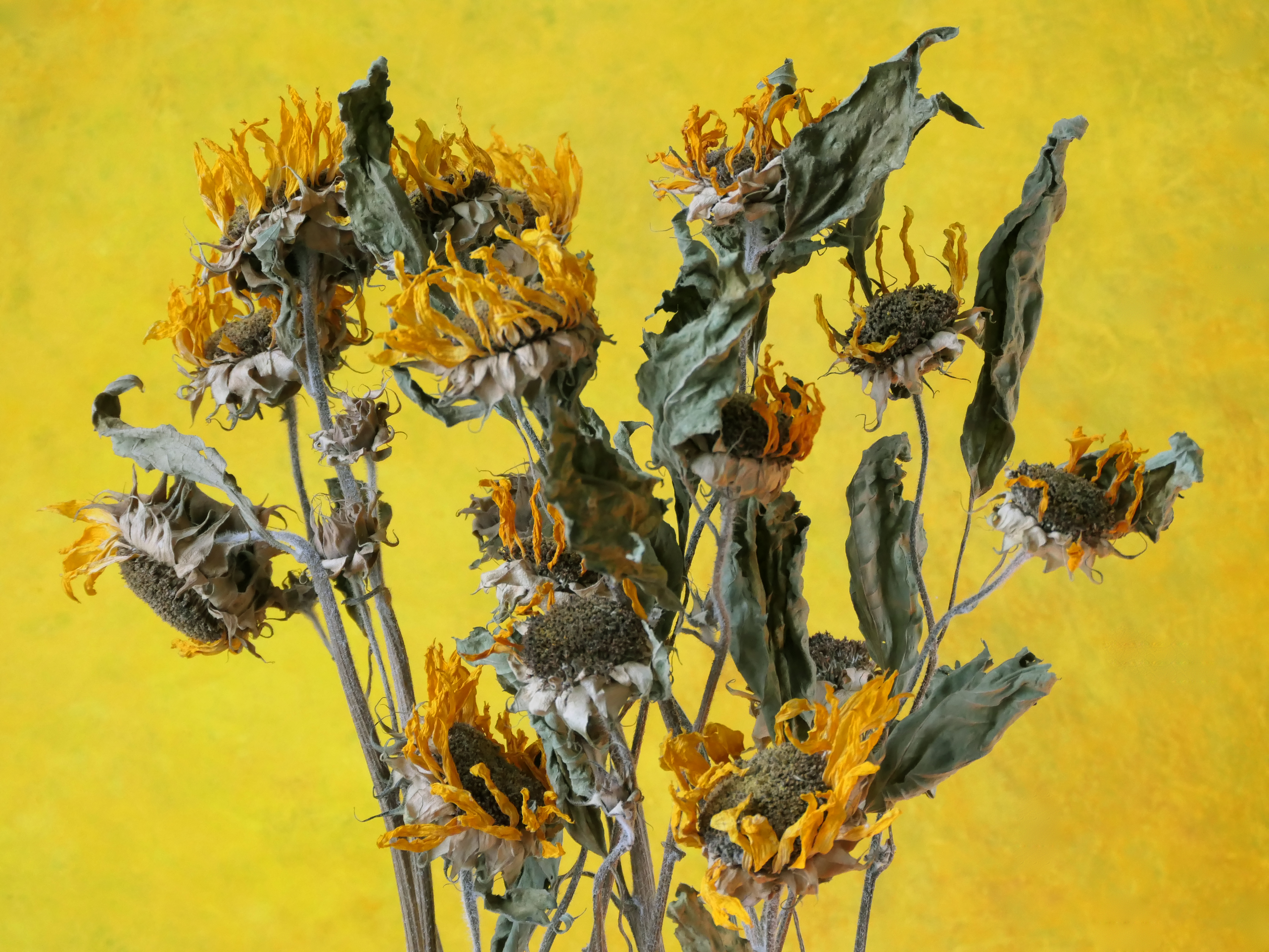 Still Life.17