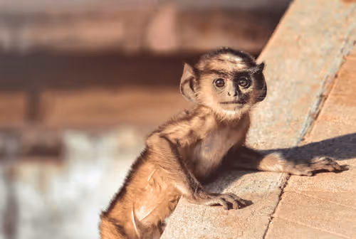 Baby Langur
