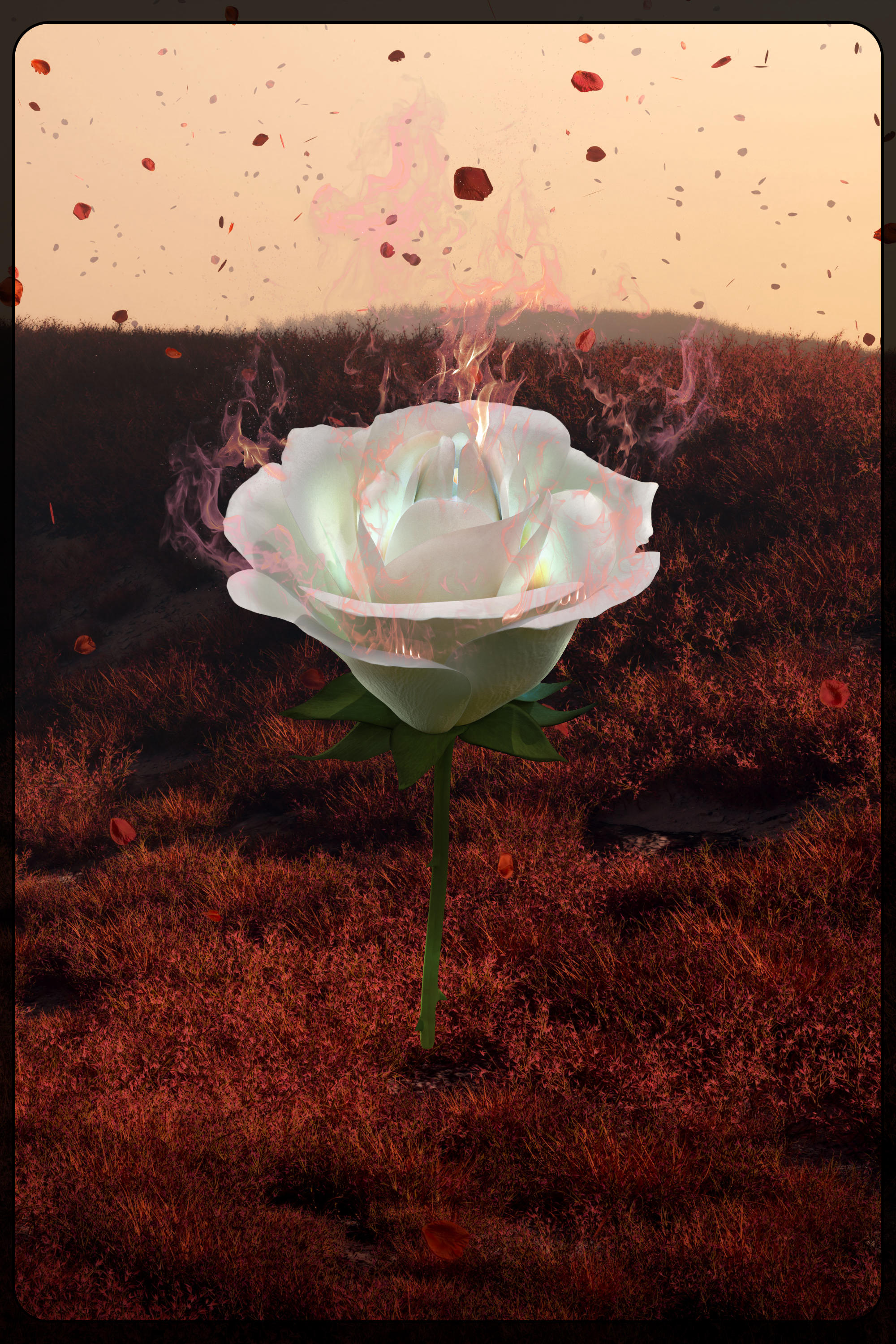 Eternal Rose 233