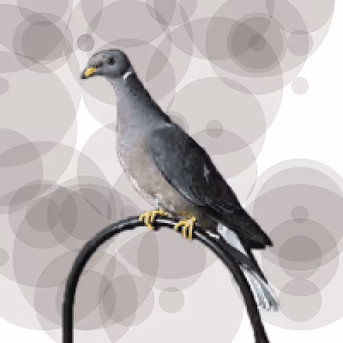 Seamorphus Pigeon #9