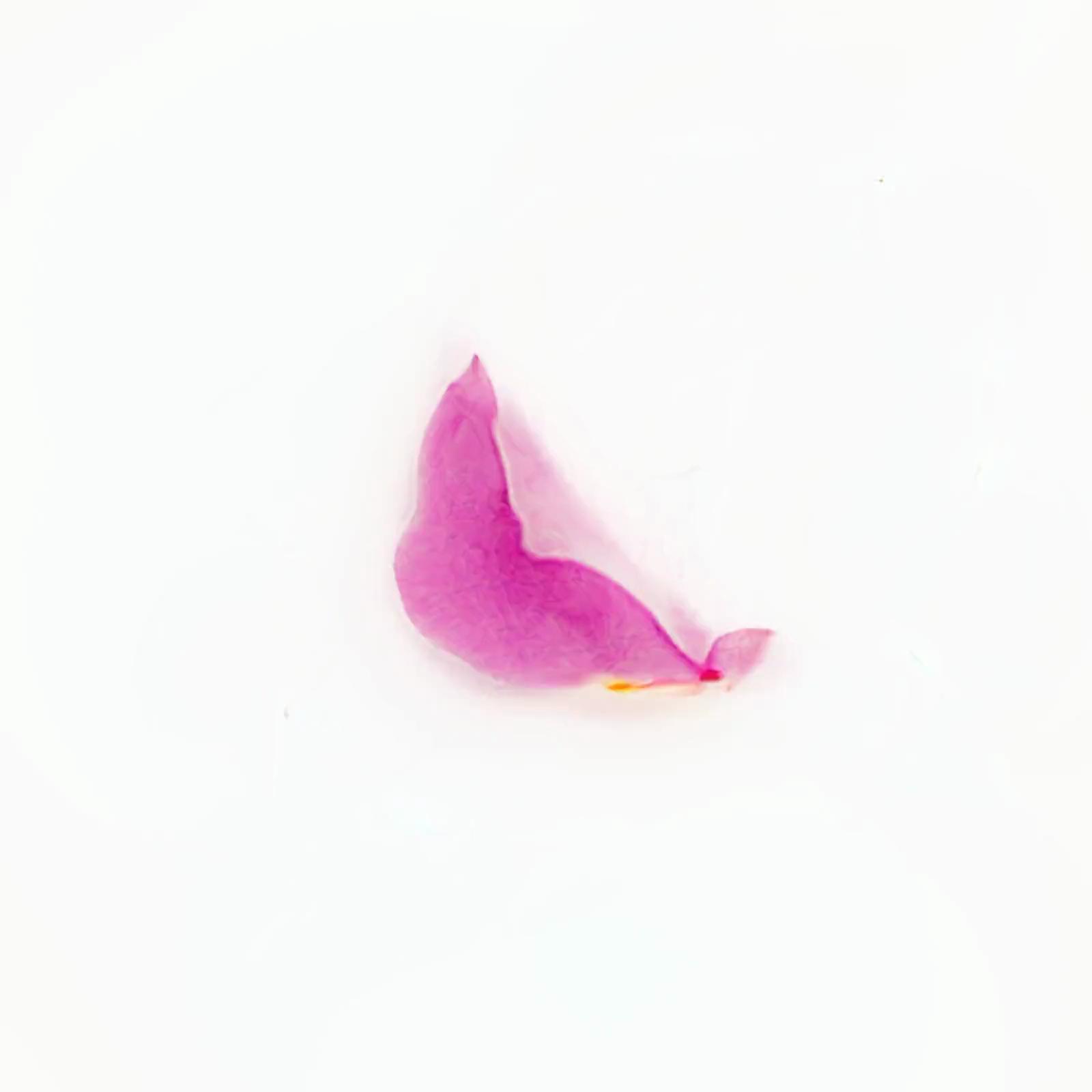 Infinite Petals 1x1#125