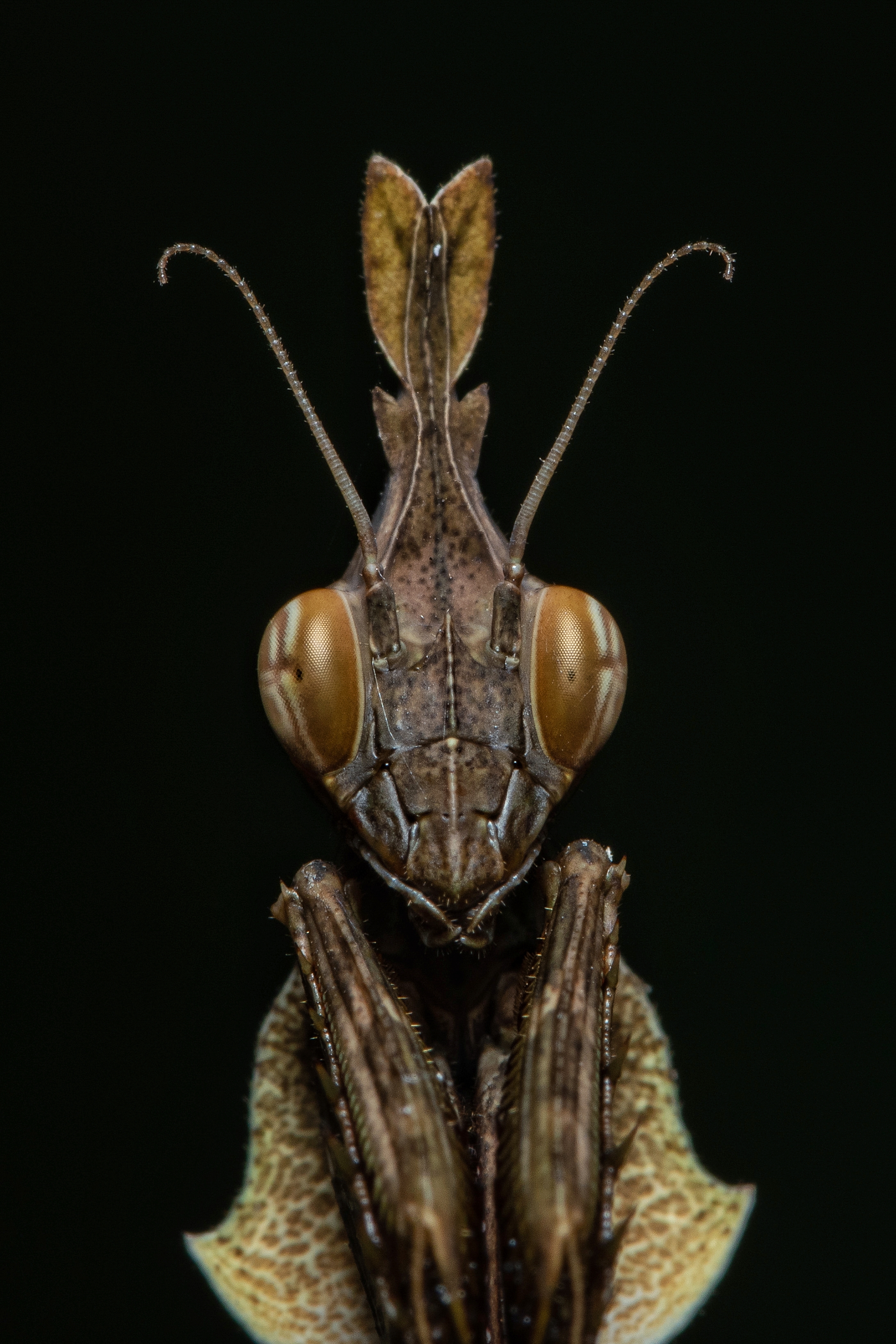 The Alien Face