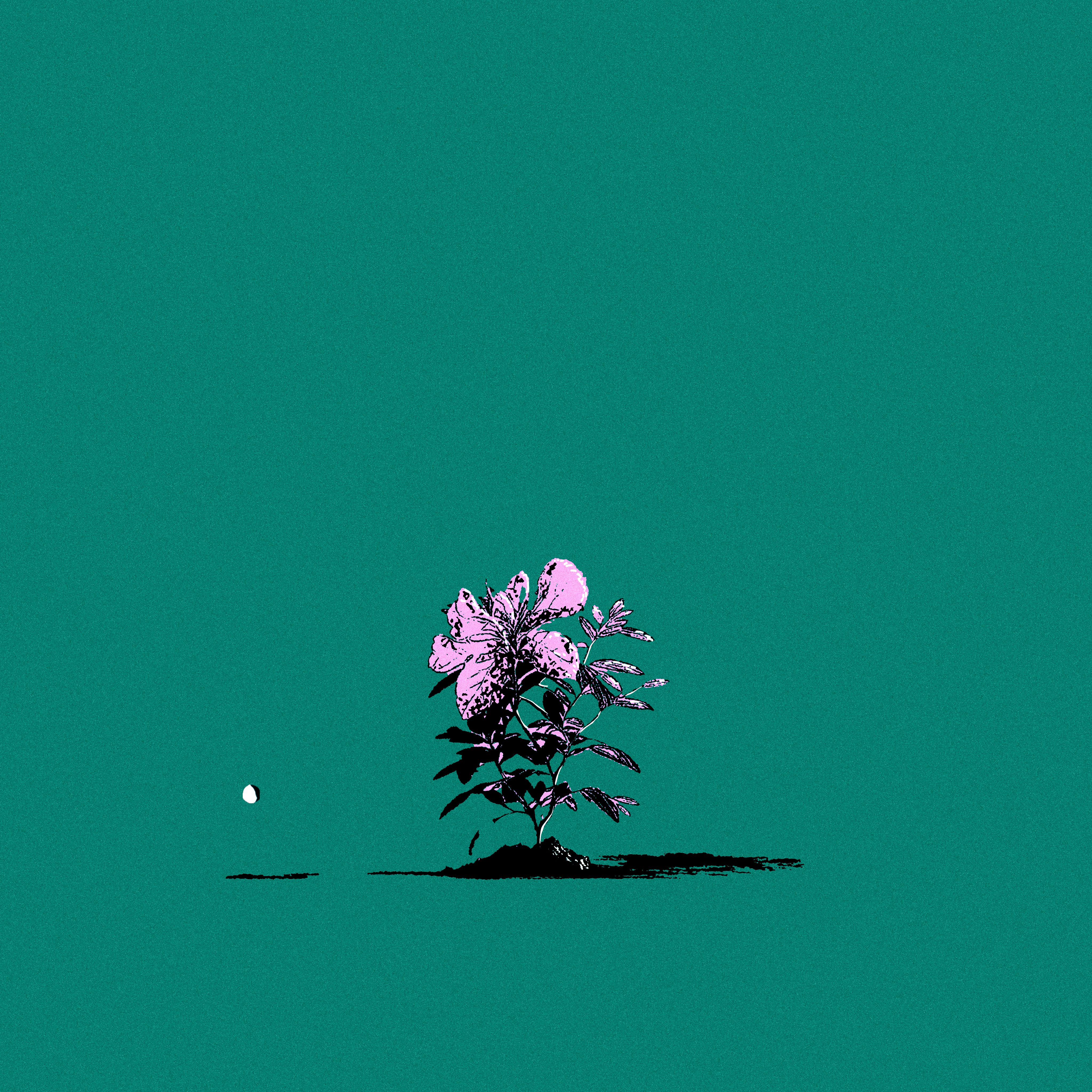 lost ball // 15 // azalea