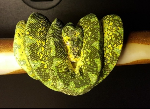 snake