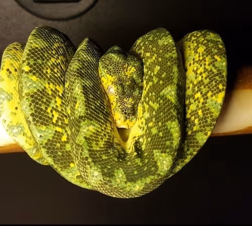 snake