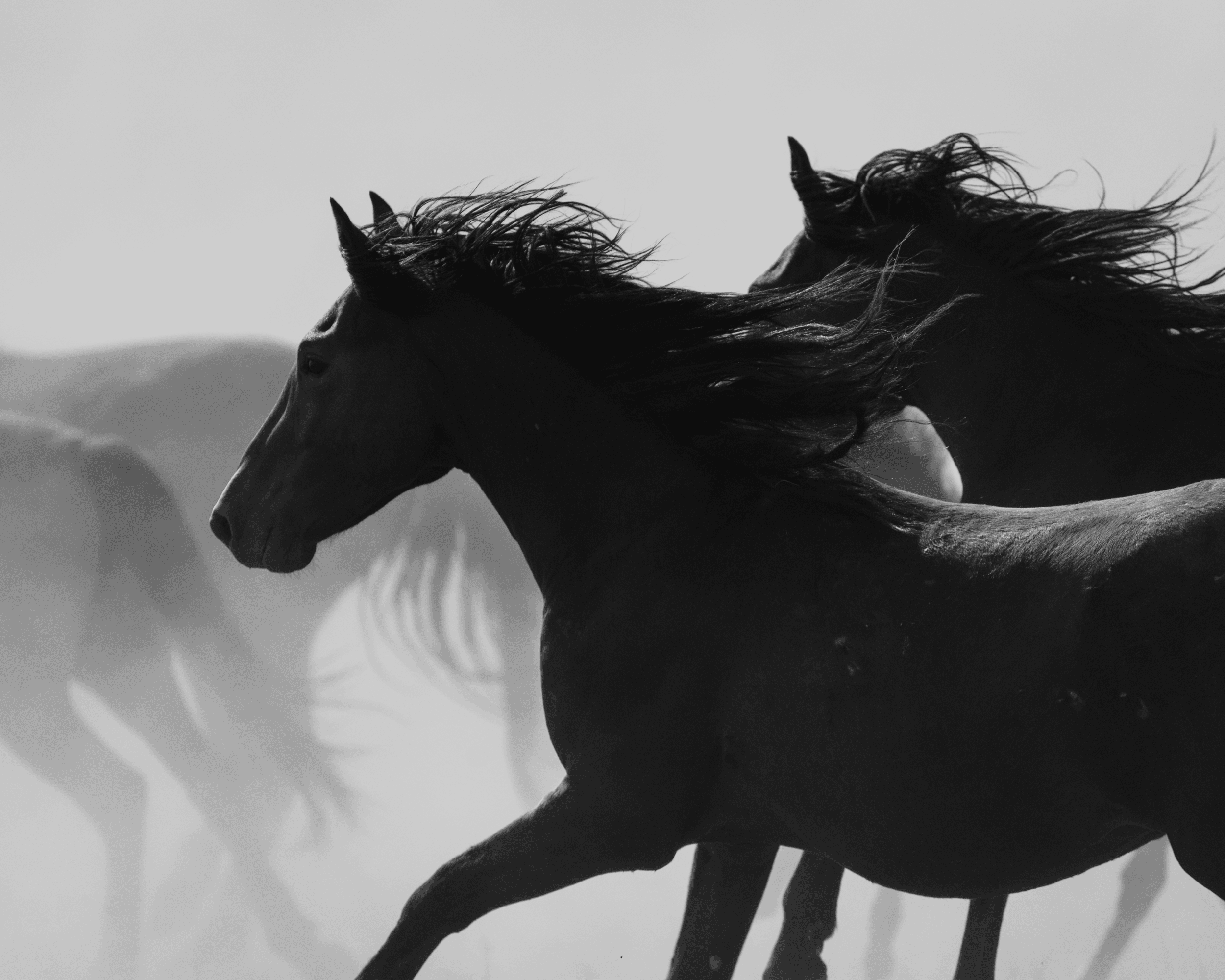 Wild Mustangs: Stampede