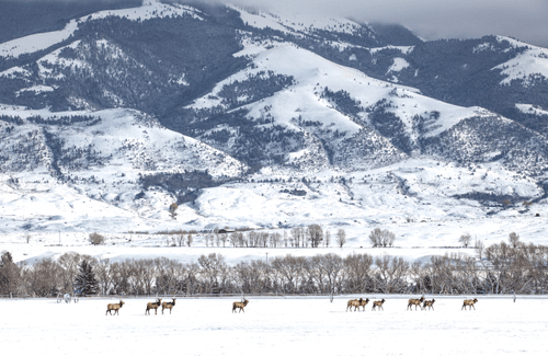 Balance #43 Elk