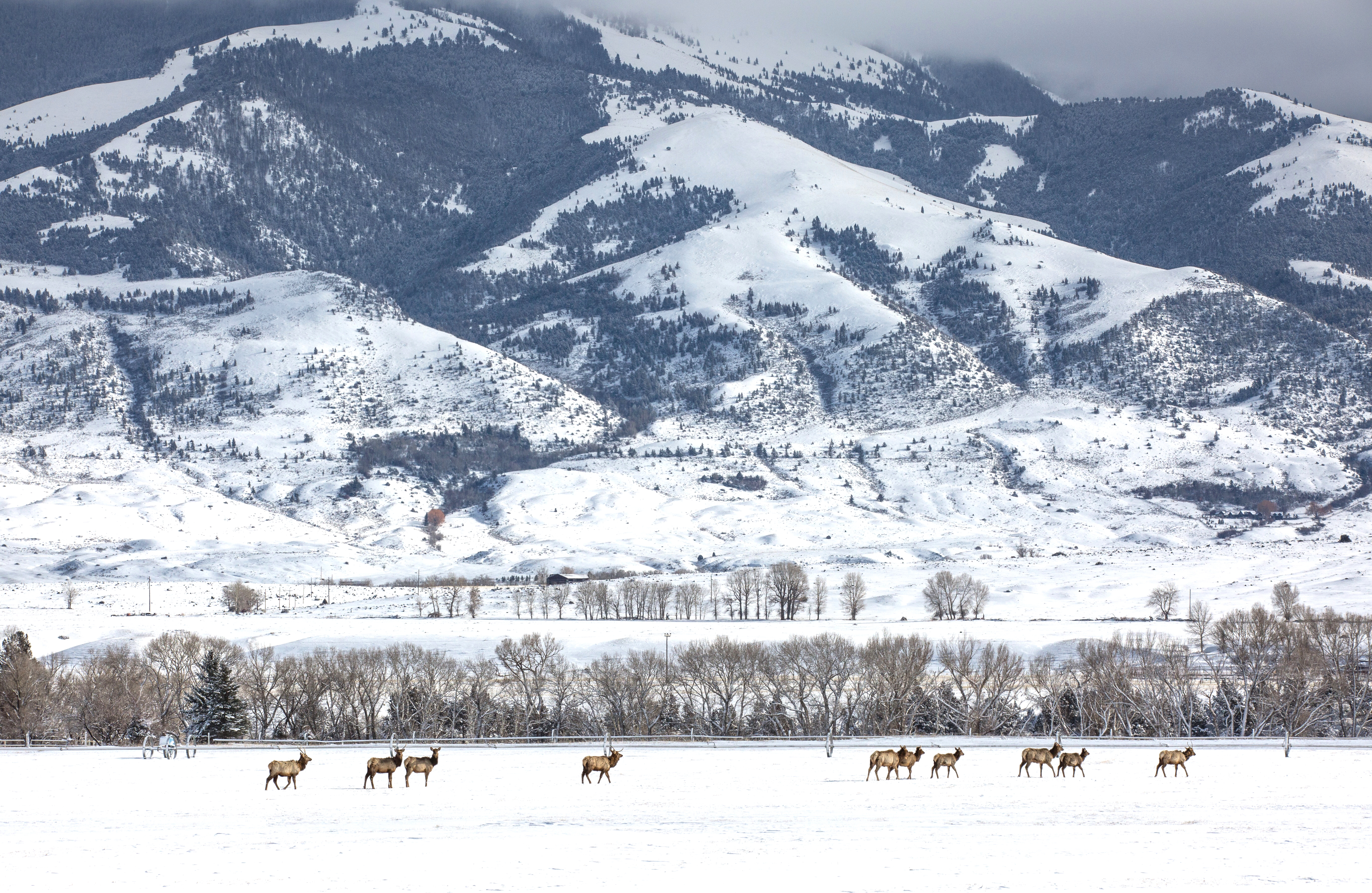 Balance #43 Elk
