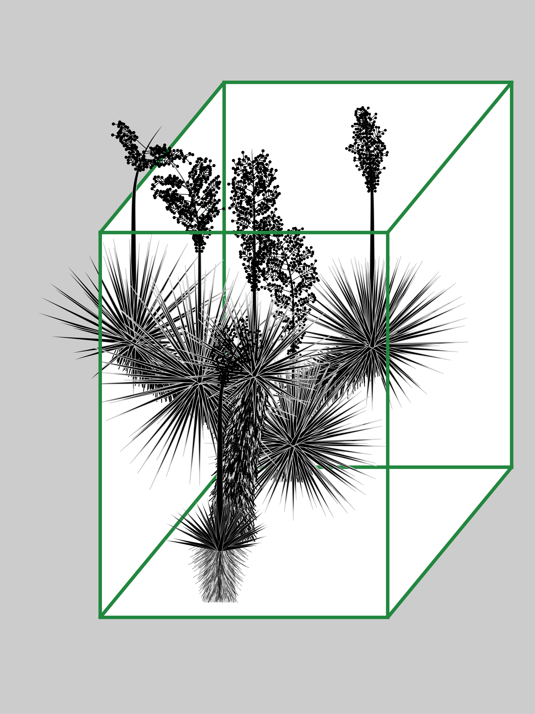 Marfa Yucca #87