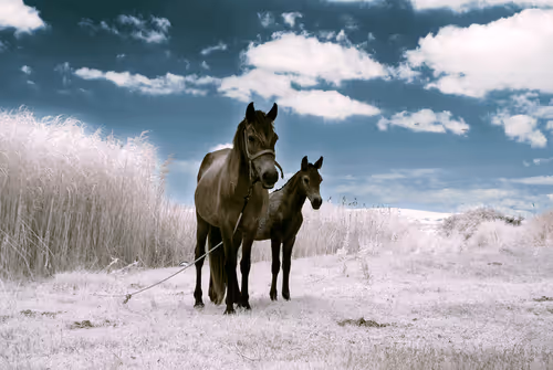 infrared #1