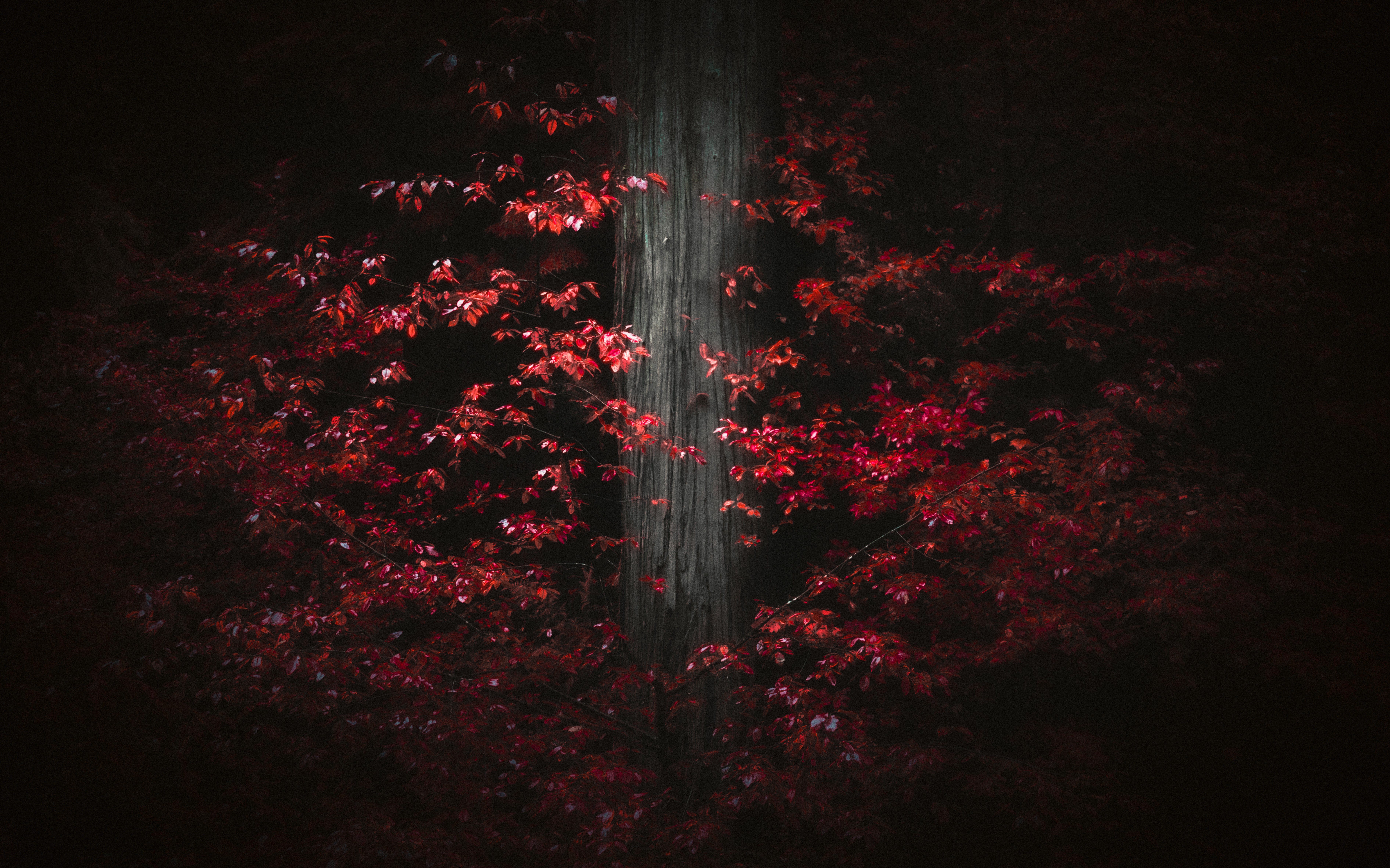 Anomalies VII: Emerging
