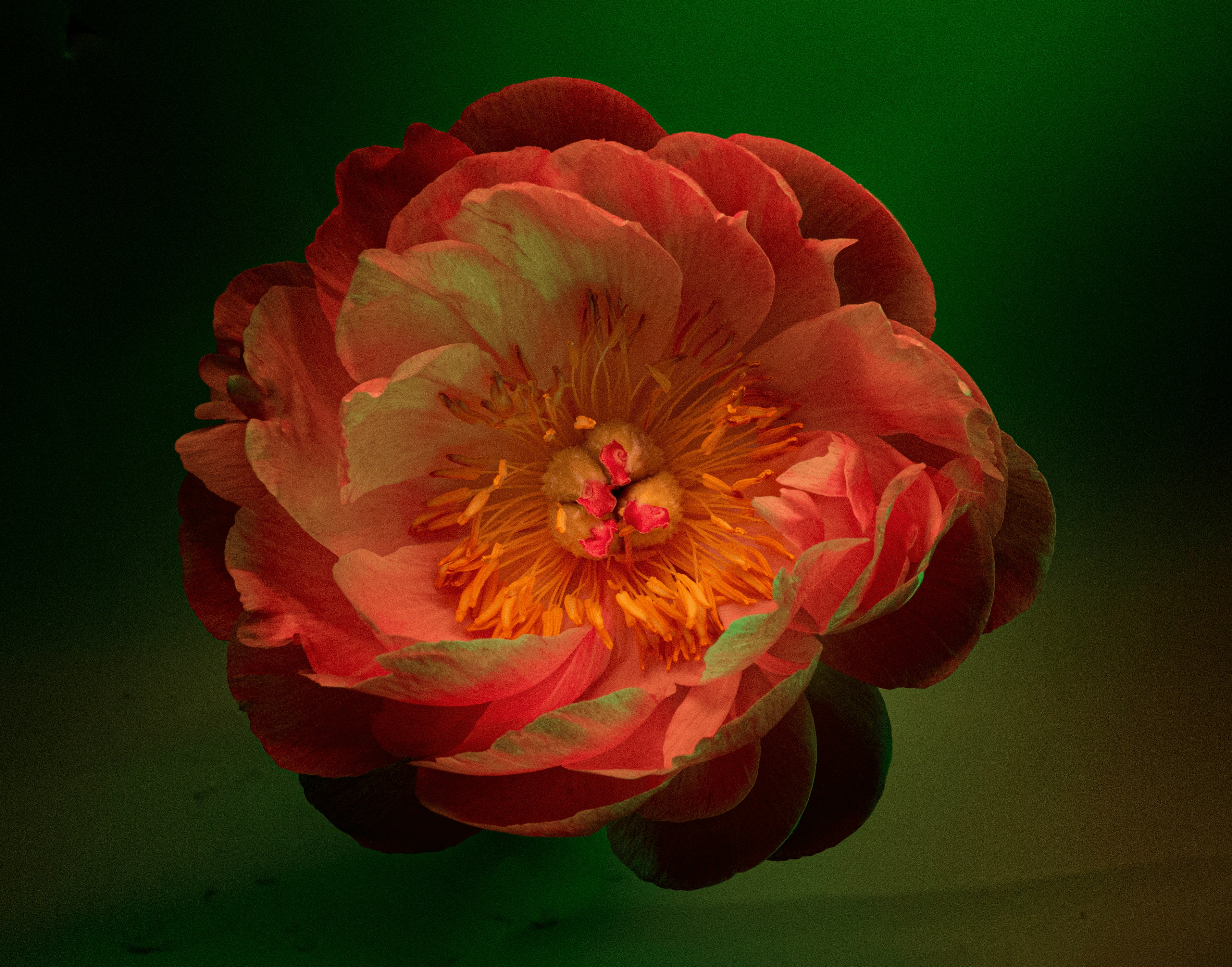 Psychedelic Peonies #1