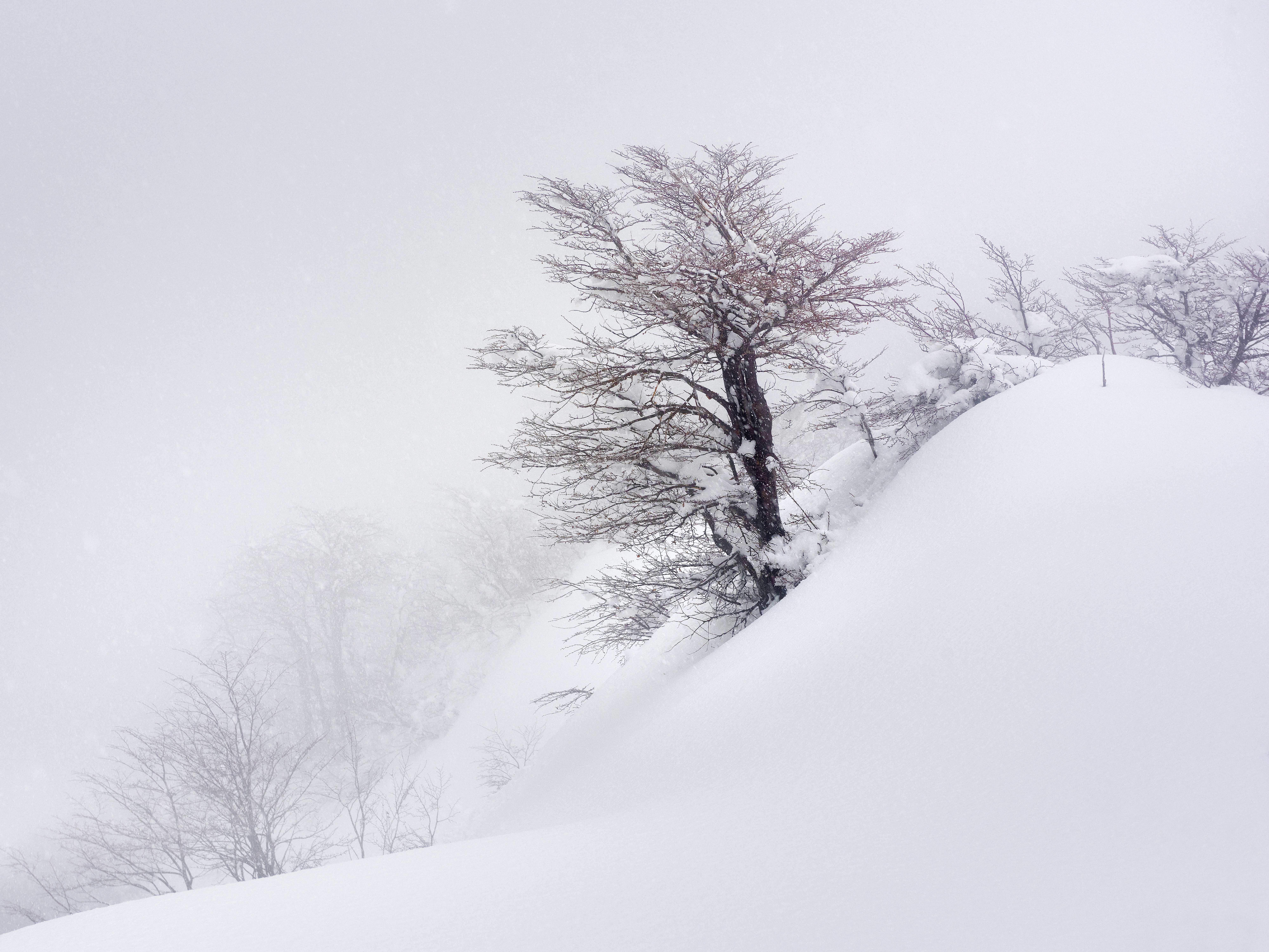 The Red Tree | Innerscapes