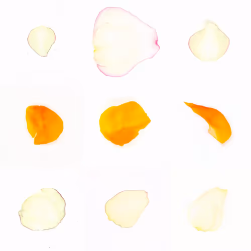 Infinite Petals 3x3#3933