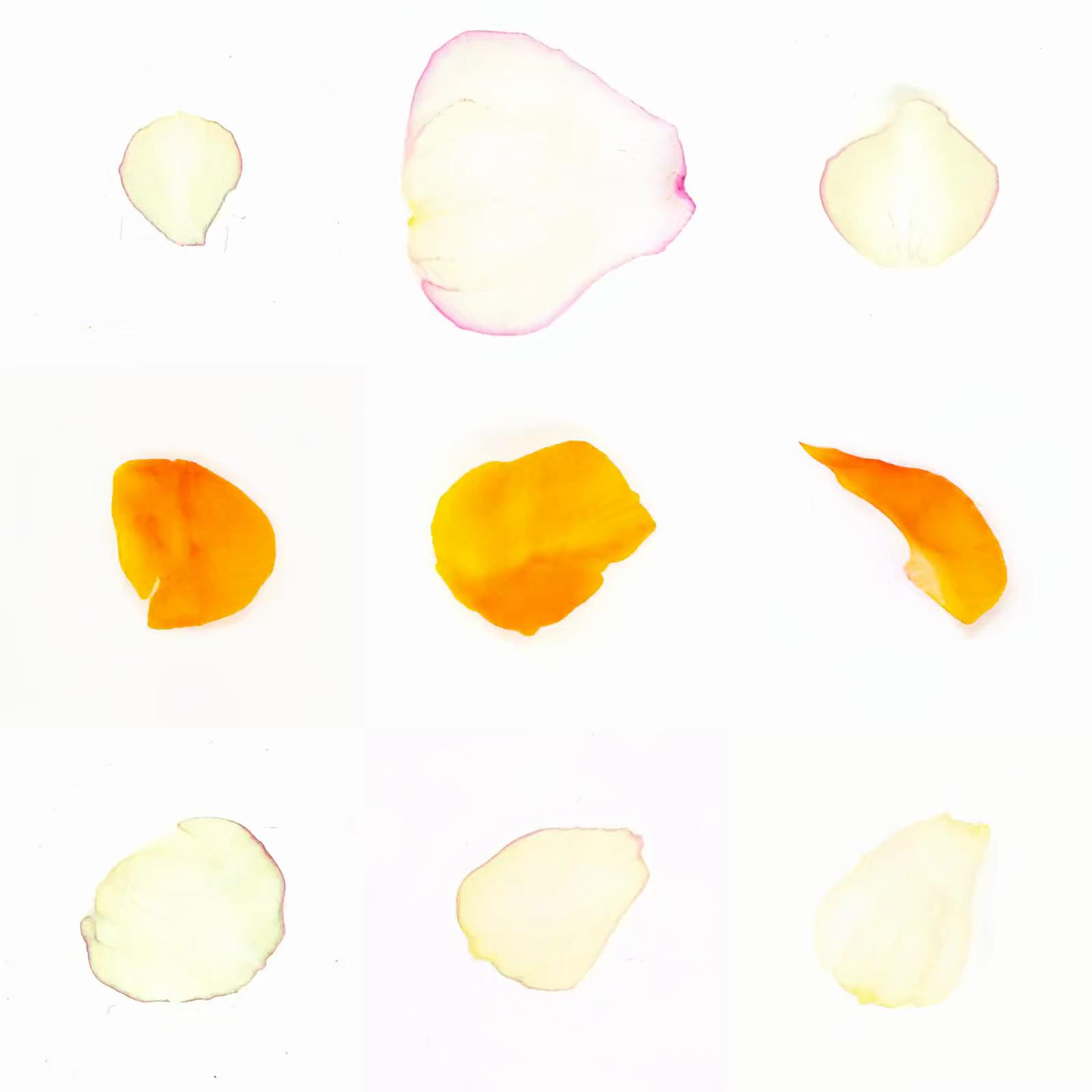 Infinite Petals 3x3#3933