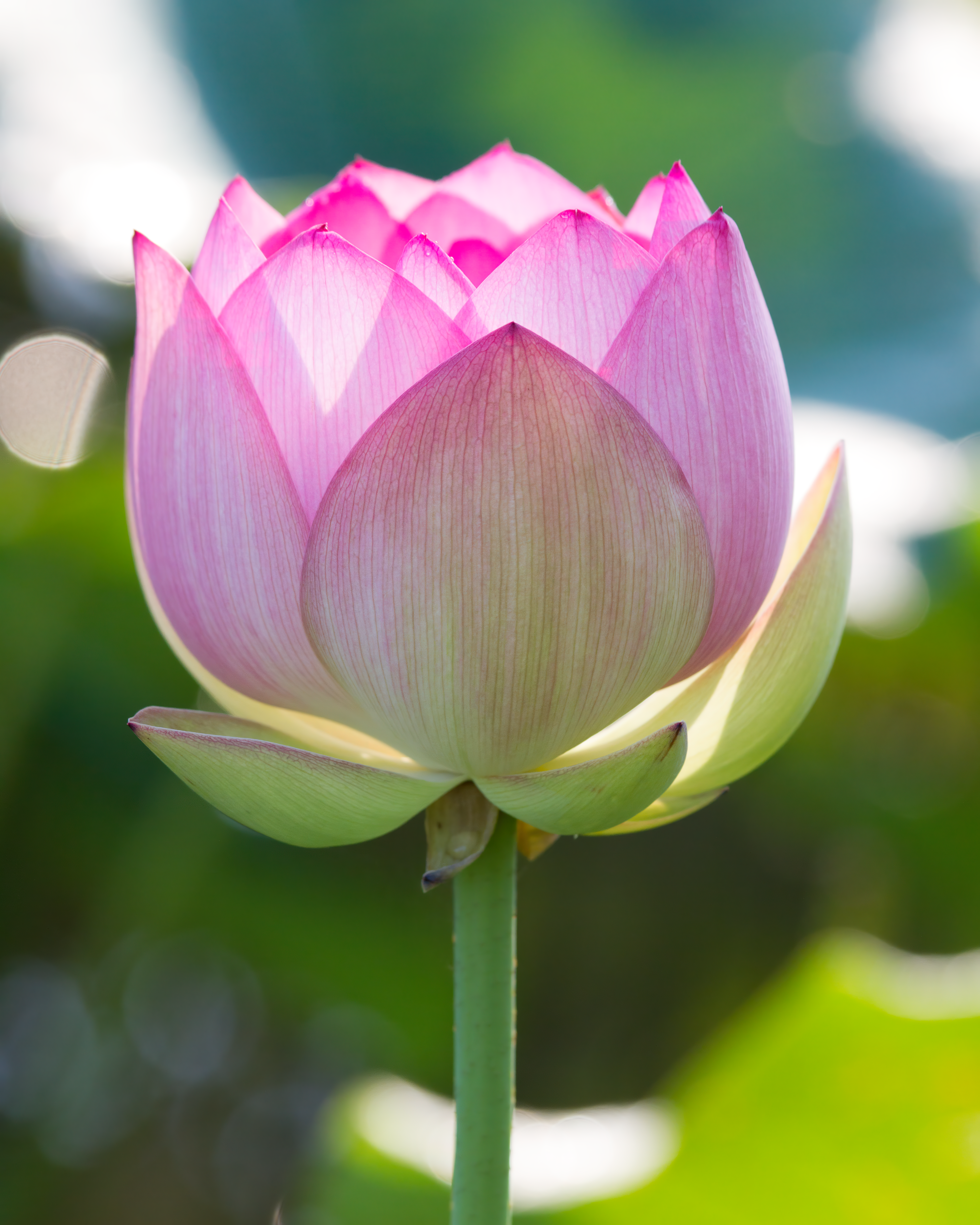 Lotus #2