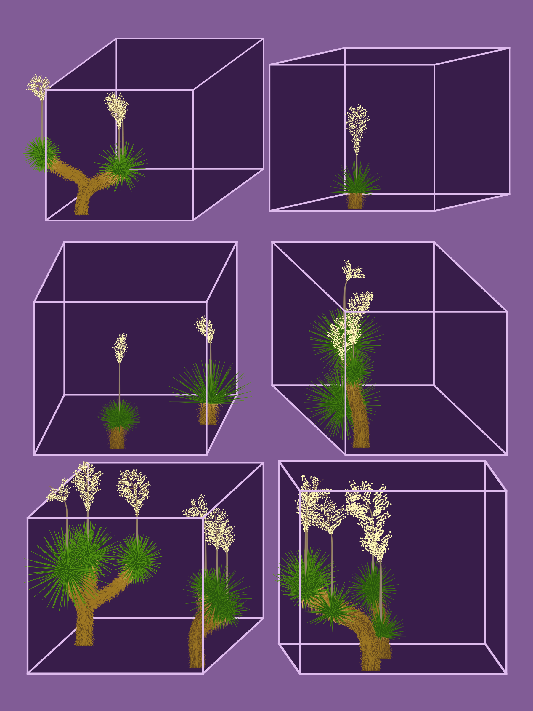 Marfa Yucca #119